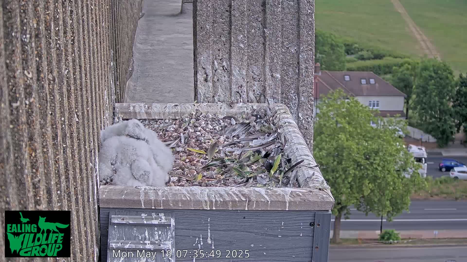 Ealing A4020/ Uxbridge Rd & Ealing’s Peregrine Falcons Life Live Cam - Ealing, London, England, United Kingdom