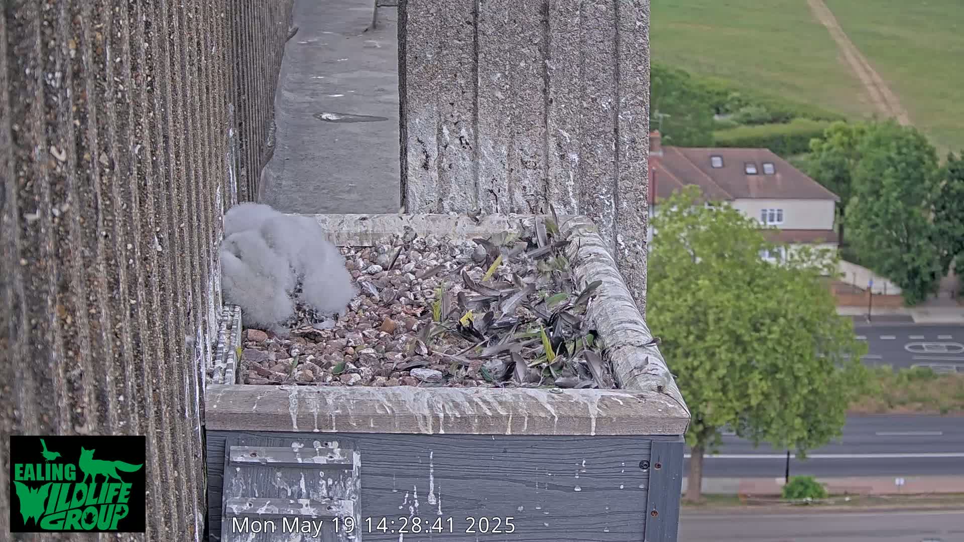 A fluffy grey bird is visible in a gray, stone nesting box atop a building overlooking a street and residential area on an overcast day.