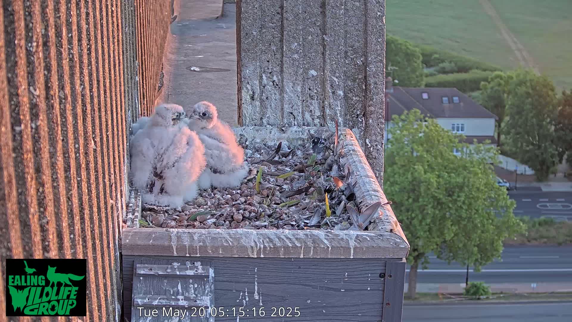 Ealing A4020/ Uxbridge Rd & Ealing’s Peregrine Falcons Life Live Cam - Ealing, London, England, United Kingdom