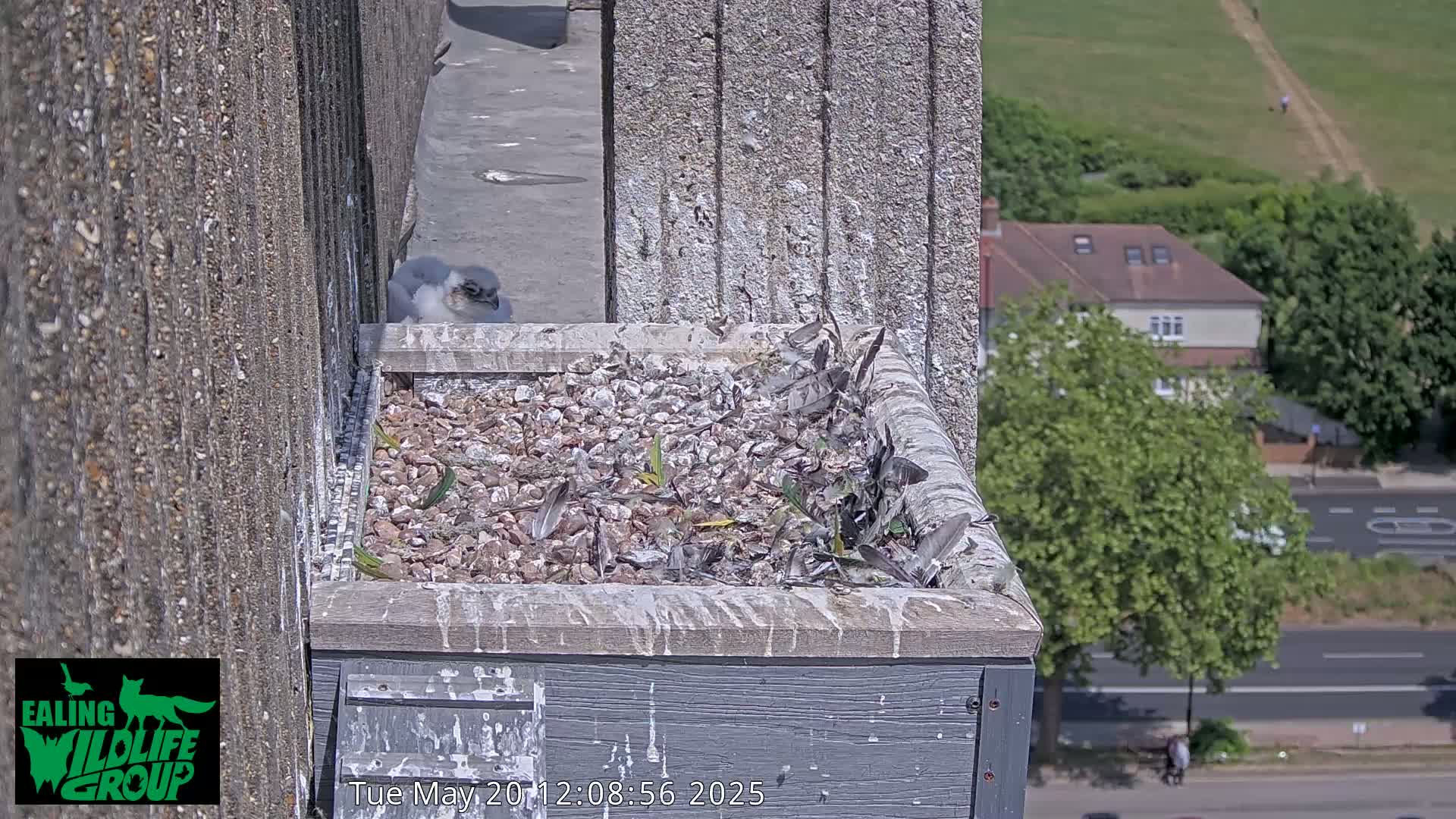 A young bird of prey sits on the edge of a nest box on a building overlooking a sunny street and green hillside.
