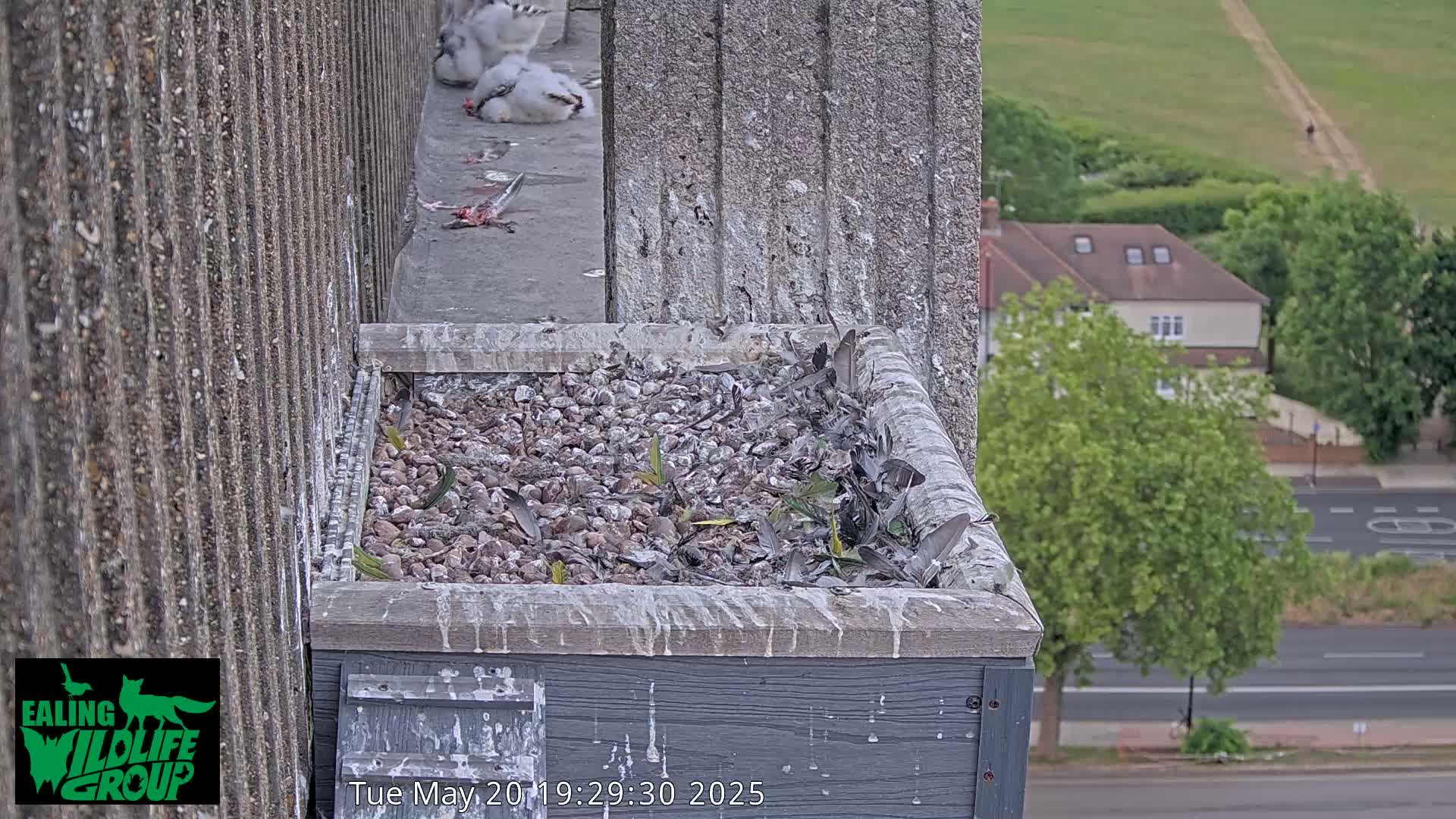 Several young birds are perched on a ledge next to a gravel-filled nesting box, with the remains of a prey animal nearby, overlooking a residential street on an overcast day.