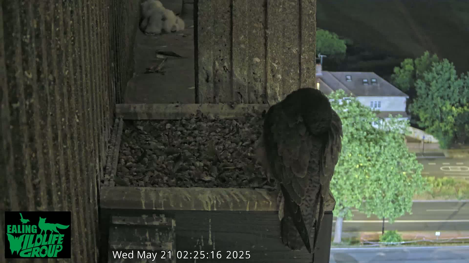 Ealing A4020/ Uxbridge Rd & Ealing’s Peregrine Falcons Life Live Cam - Ealing, London, England, United Kingdom