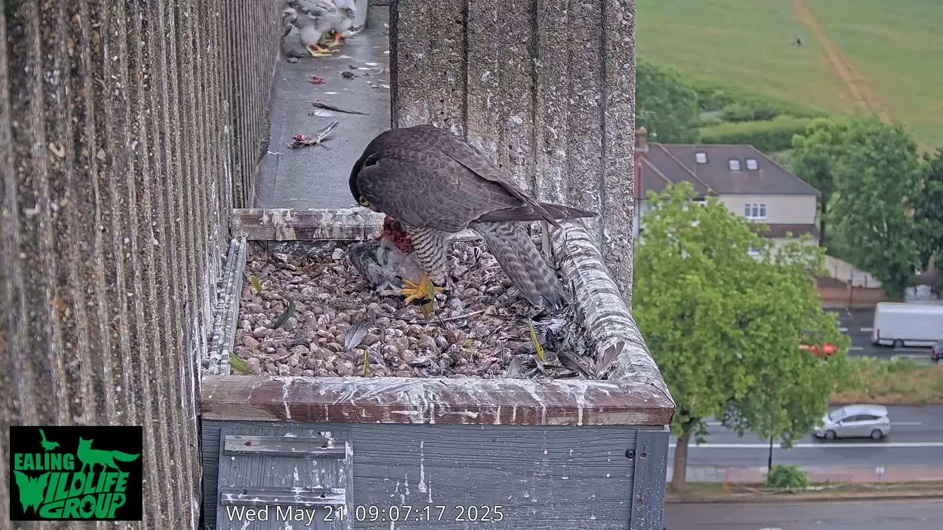 A peregrine falcon is eating a bird in a nest box on a building overlooking a street, with overcast weather conditions.