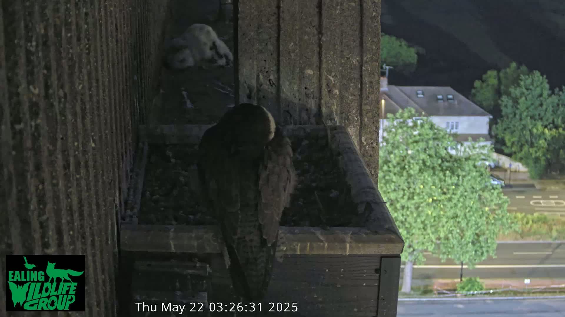 A bird sits in a nest box on a building at night, with a blurry city street and trees visible in the background.