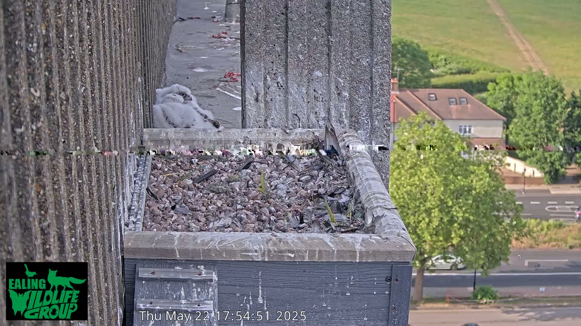 Three fluffy young birds huddle together in a stone-lined nest atop a building overlooking a residential street on a sunny day.