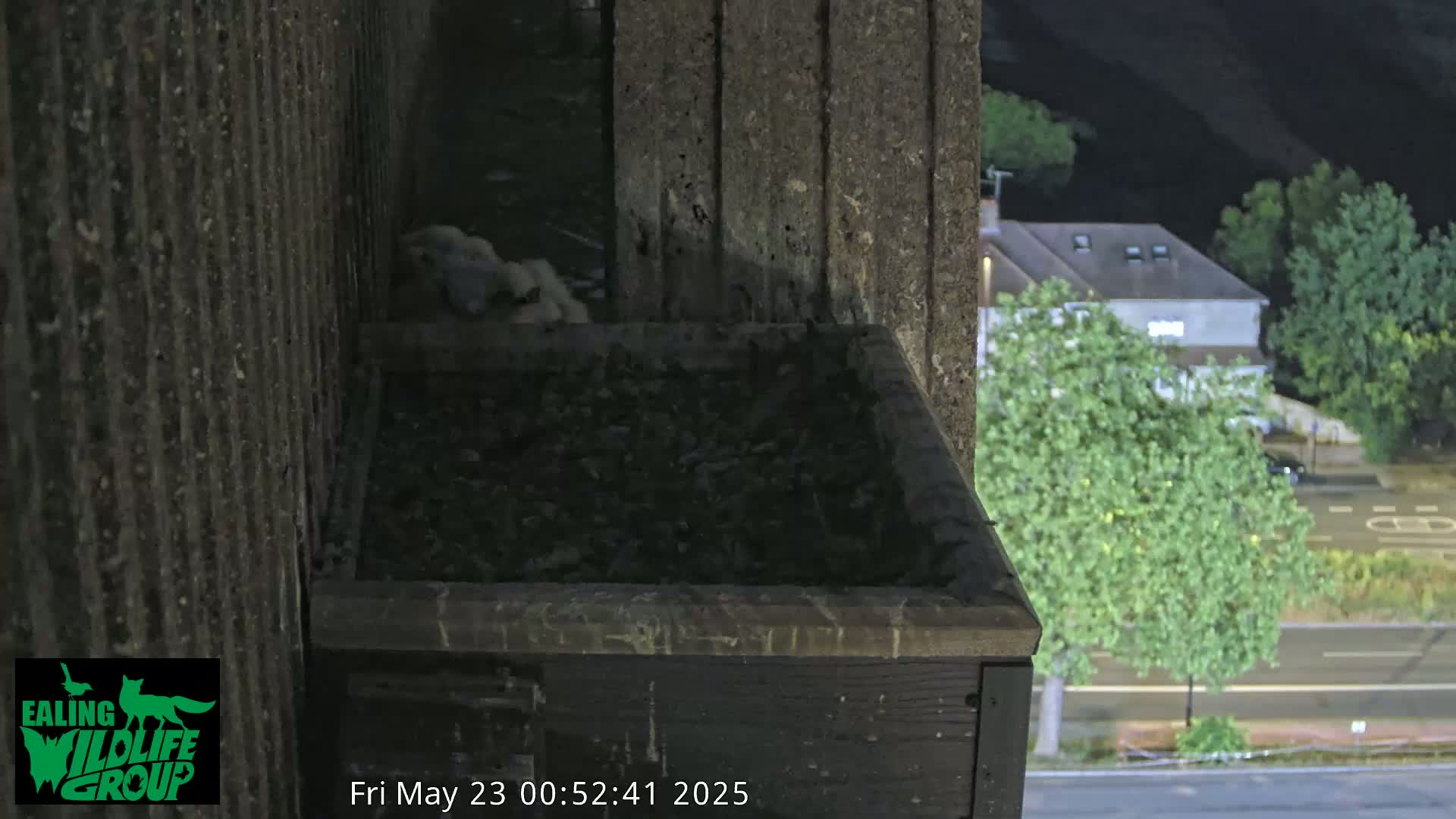 At night, two small white birds are nestled in a dark, rectangular box attached to a building overlooking a street with cars and trees.