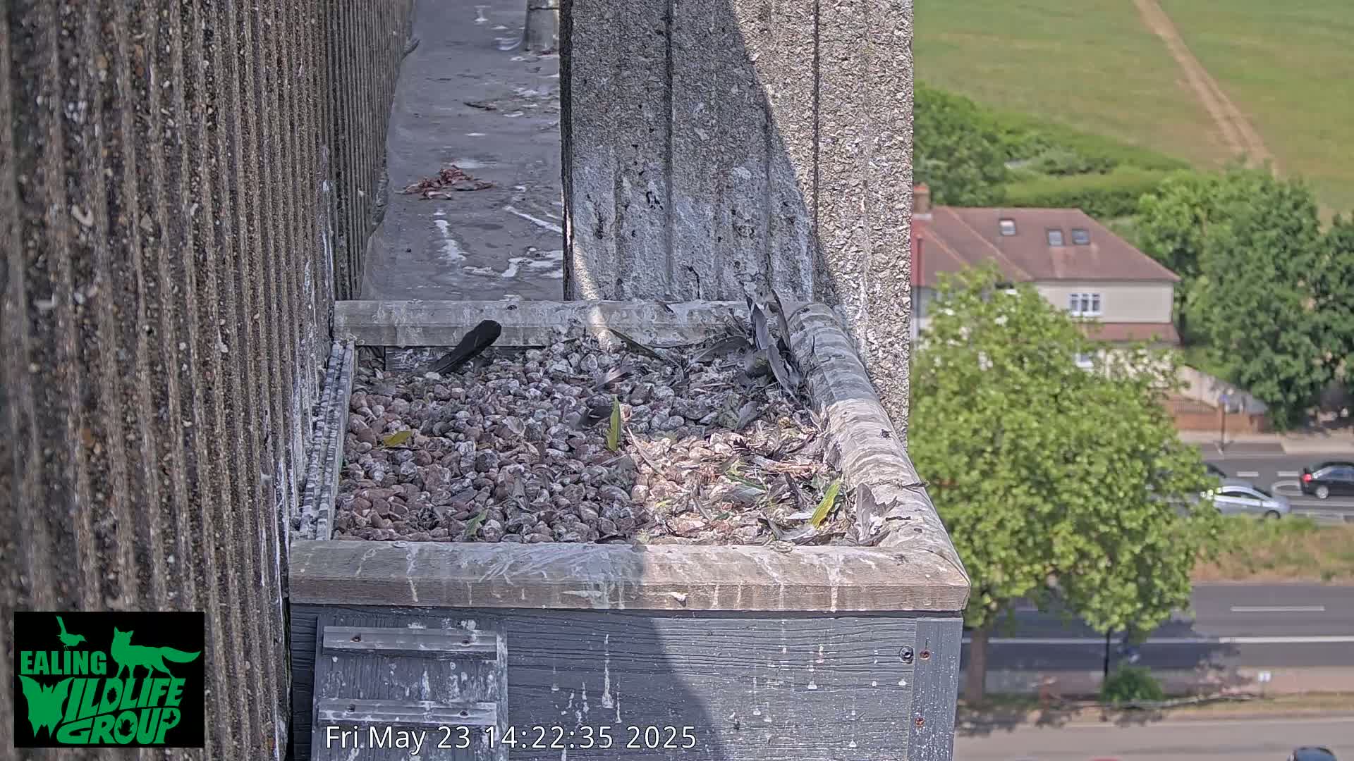 A bird's nest containing small rocks and feathers sits atop a building on a sunny day overlooking a street and houses.