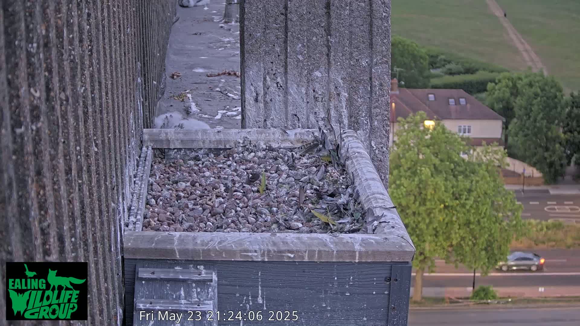 Ealing A4020/ Uxbridge Rd & Ealing’s Peregrine Falcons Life Live Cam - Ealing, London, England, United Kingdom
