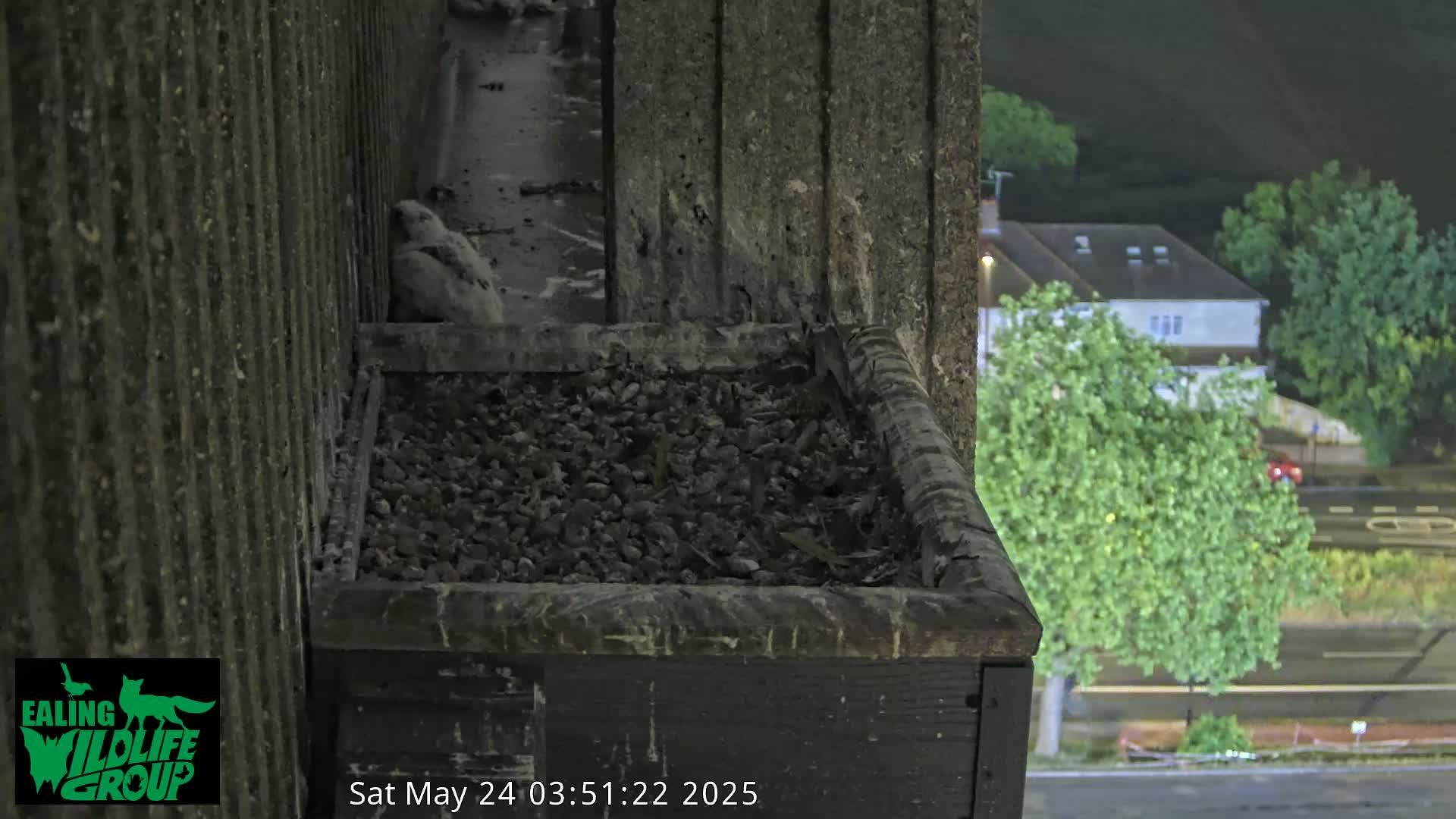 Ealing A4020/ Uxbridge Rd & Ealing’s Peregrine Falcons Life Live Cam - Ealing, London, England, United Kingdom