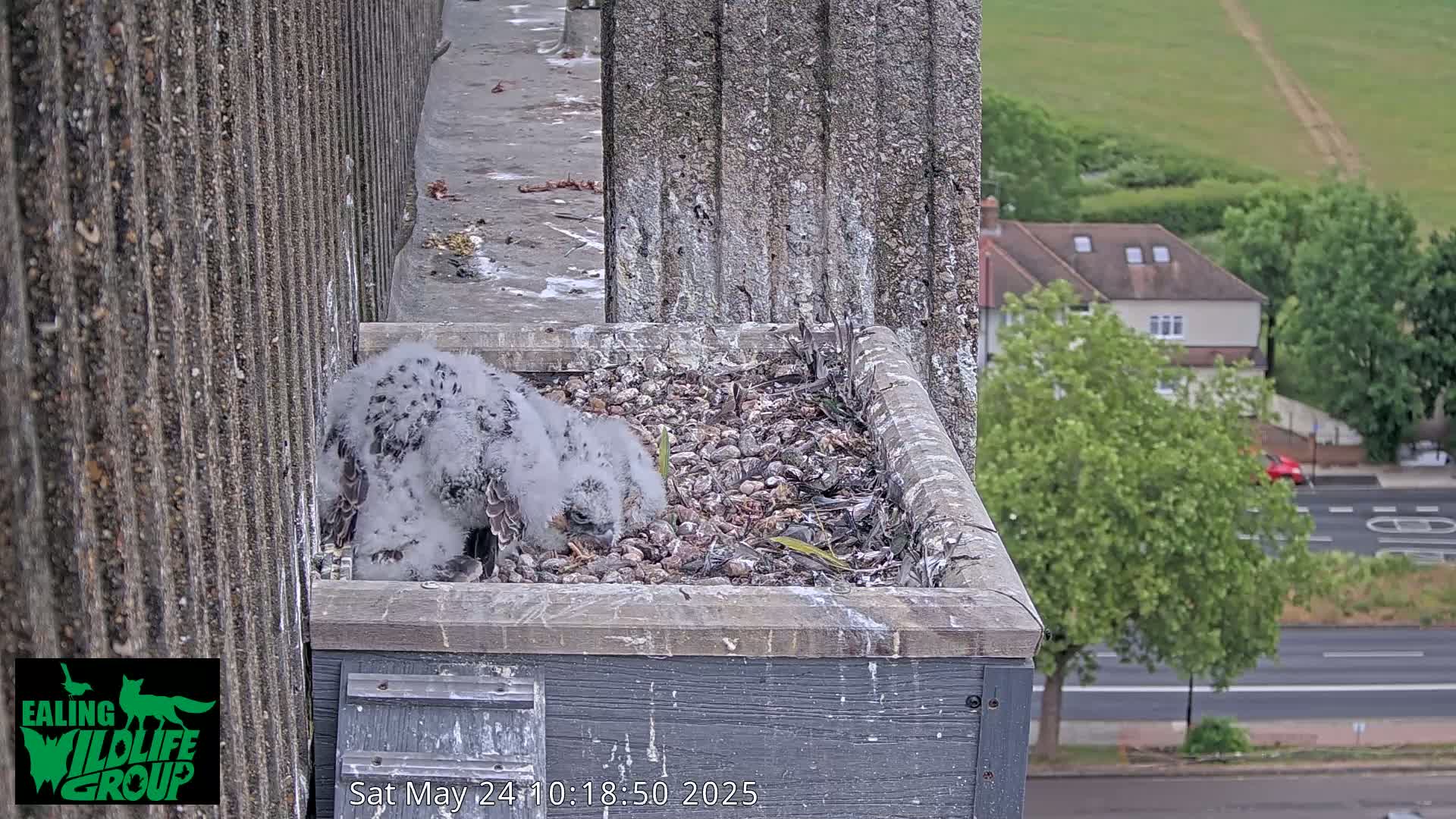 Two fluffy gray falcon chicks peck at pebbles and debris in a nest box on a building overlooking a street and houses on a partly cloudy day.
