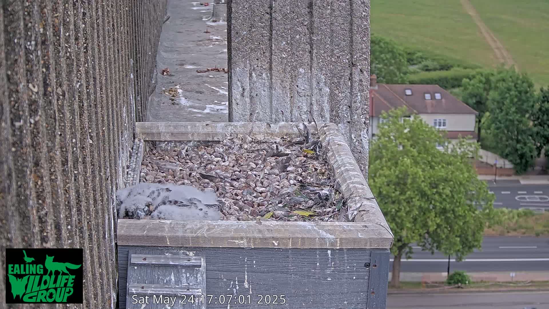 A fluffy bird rests in a nest filled with small stones and debris on a building ledge overlooking a street and green landscape on an overcast day.