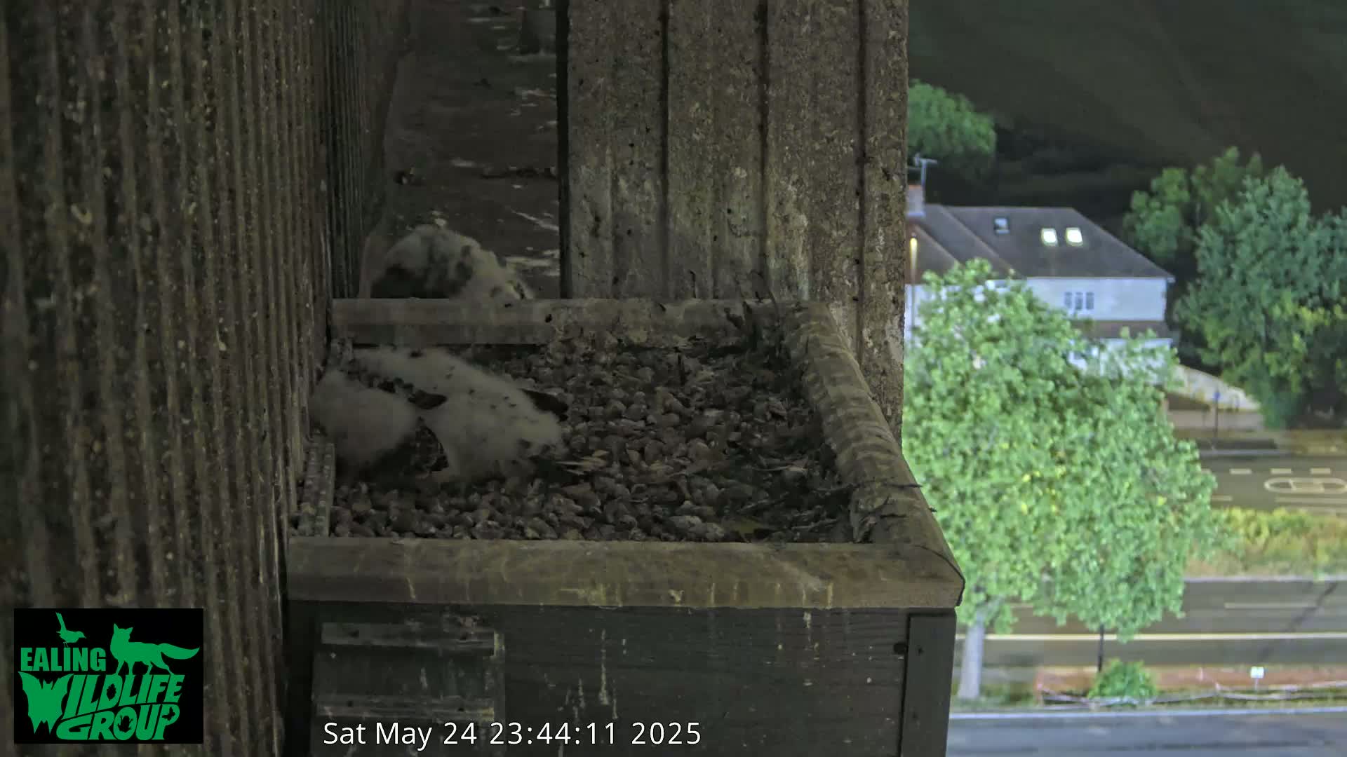 Ealing A4020/ Uxbridge Rd & Ealing’s Peregrine Falcons Life Live Cam - Ealing, London, England, United Kingdom