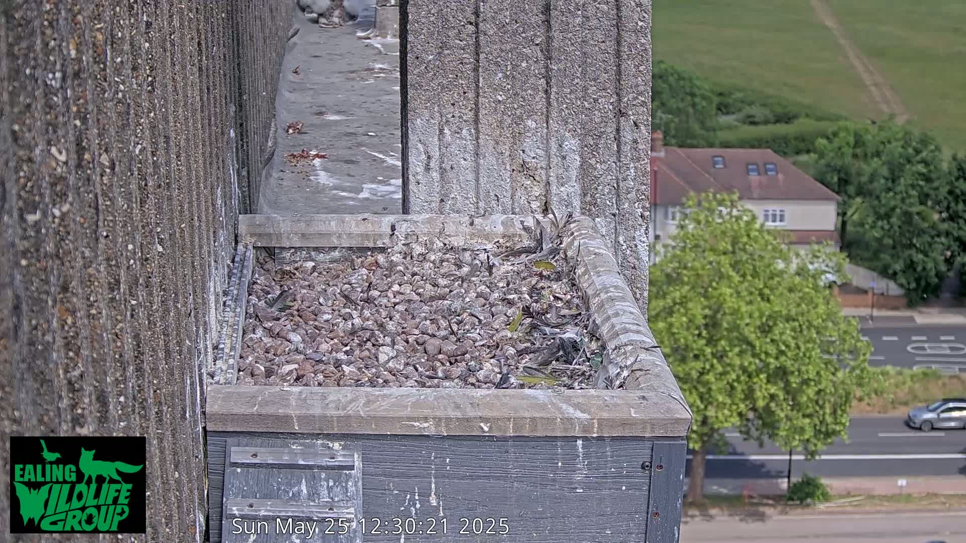 A bird's nest filled with small rocks and feathers sits atop a building overlooking a street on a sunny day.