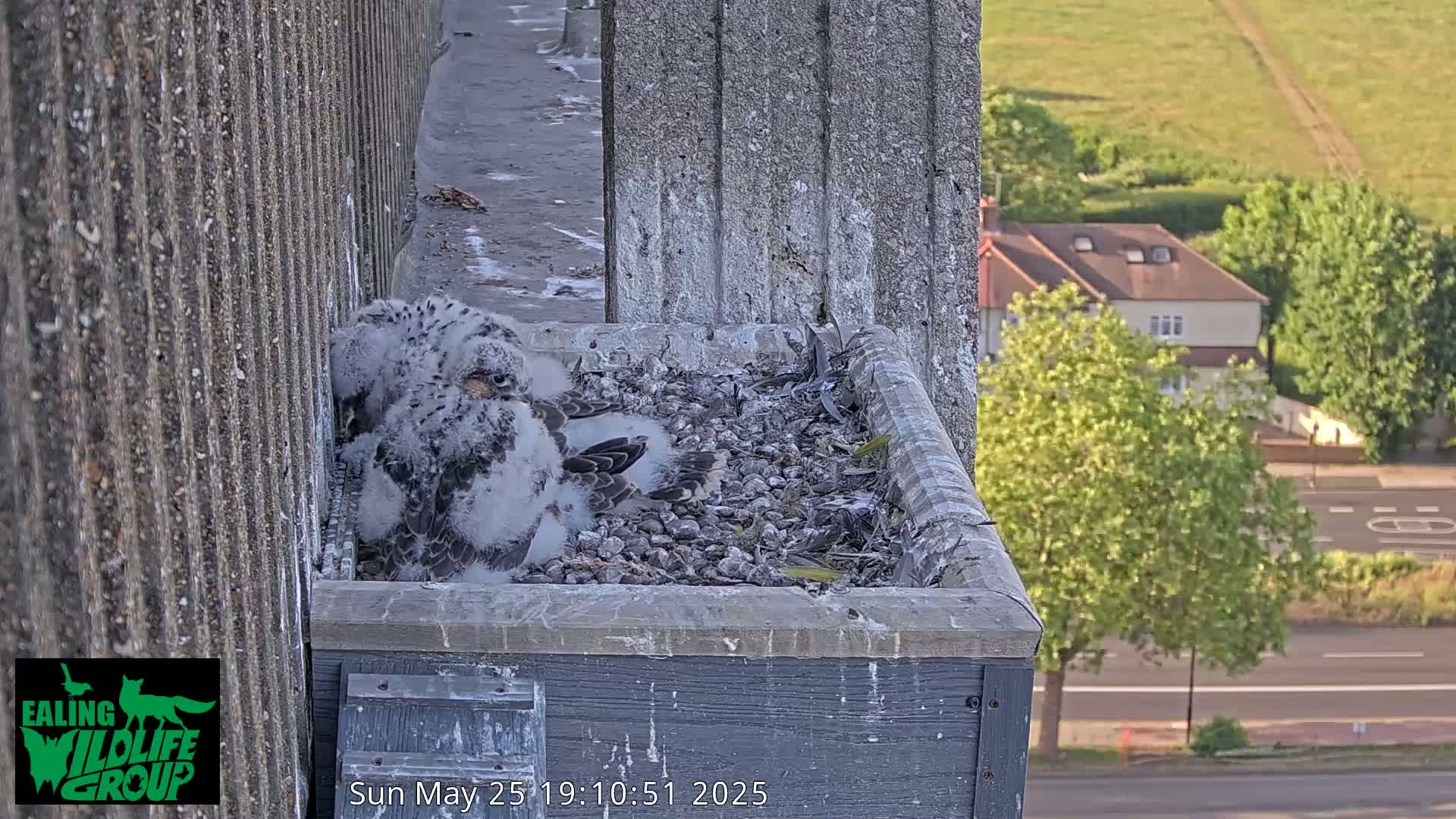 Ealing A4020/ Uxbridge Rd & Ealing’s Peregrine Falcons Life Live Cam - Ealing, London, England, United Kingdom