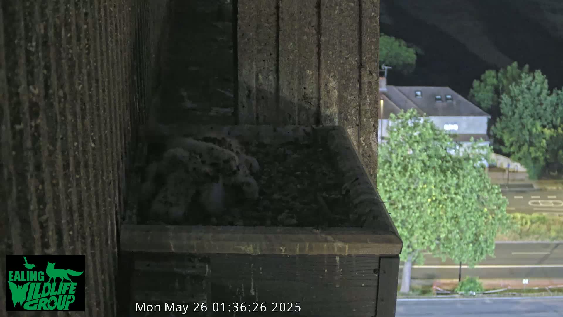Ealing A4020/ Uxbridge Rd & Ealing’s Peregrine Falcons Life Live Cam - Ealing, London, England, United Kingdom