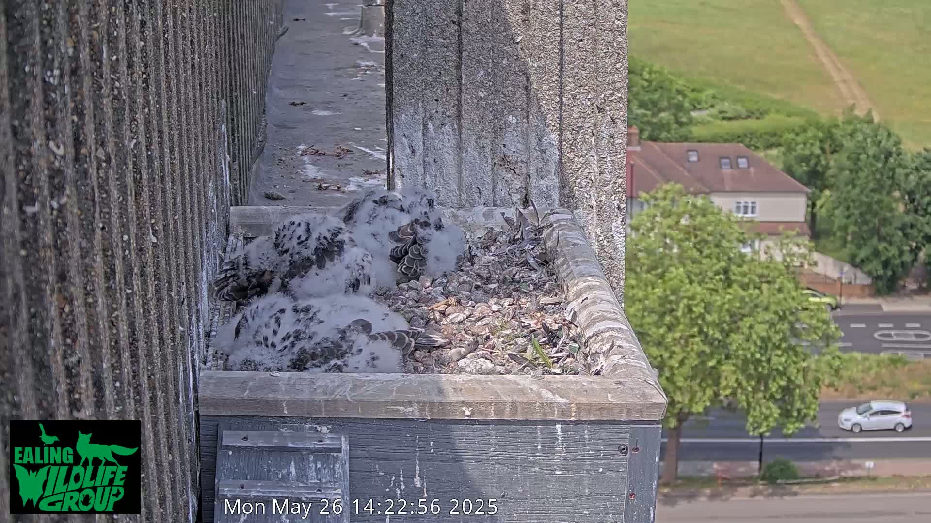 Two fluffy falcon chicks huddle together in a nest box on a building overlooking a sunny street.