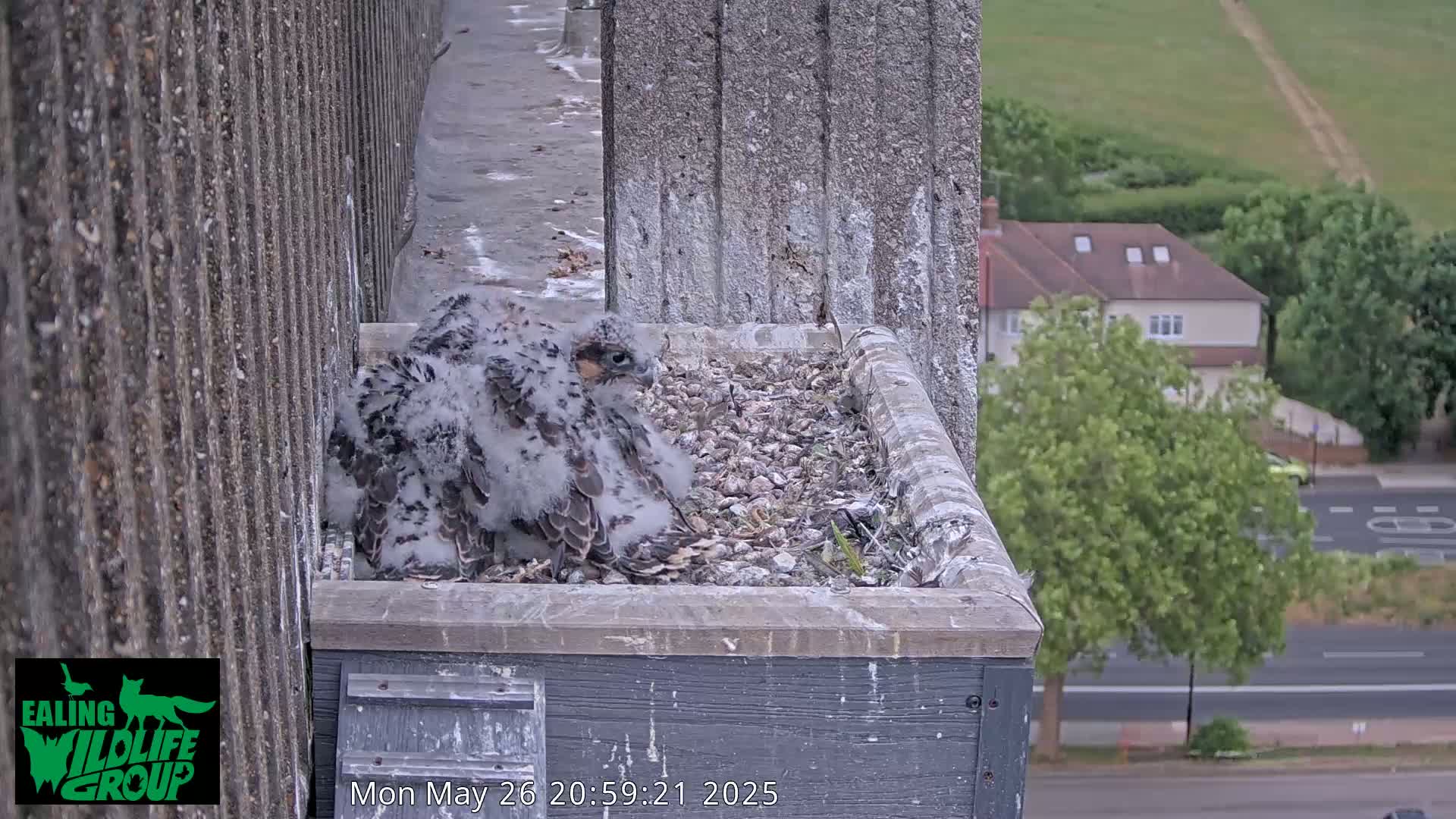 Several fluffy falcon chicks huddle together in a nest box on a building overlooking a street and houses on an overcast day.