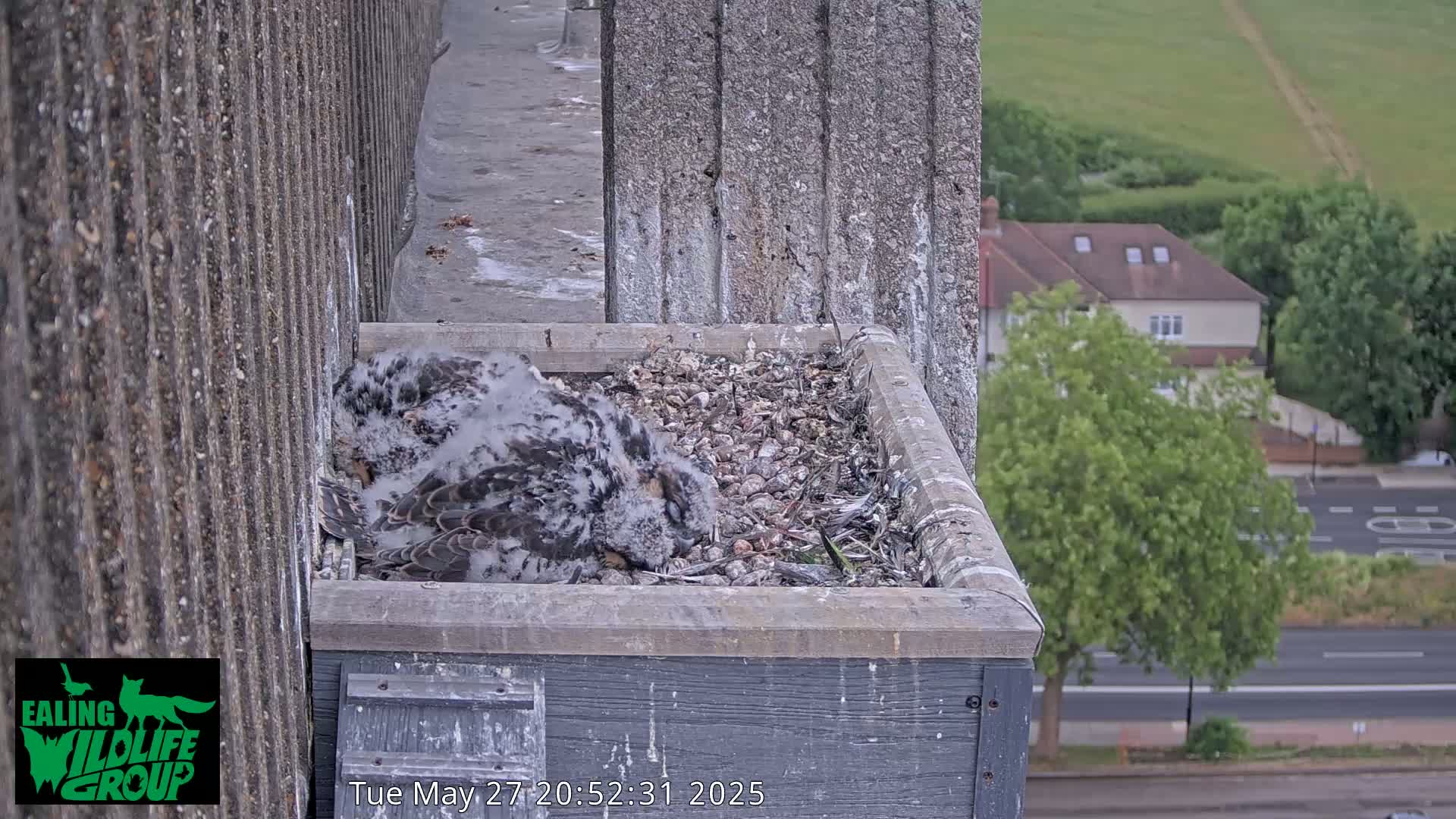 A fluffy young bird of prey rests in a nest box on a building overlooking a street and residential area on an overcast day.