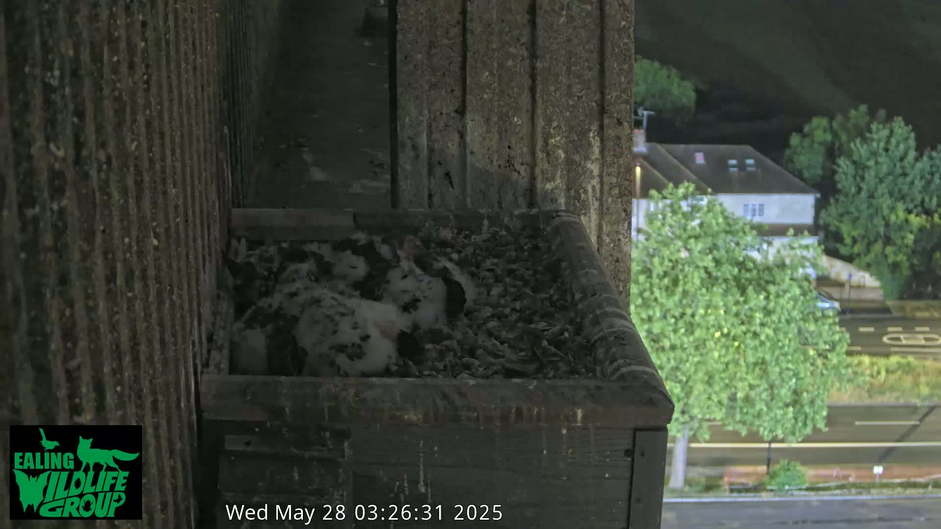 A nest containing several small birds is situated in a wooden box attached to a concrete structure at night, overlooking a street with trees and buildings.