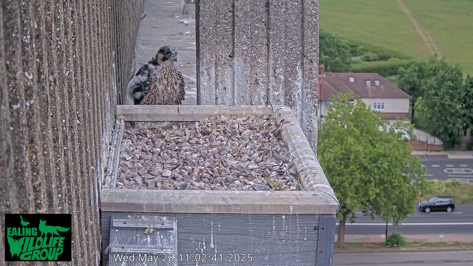 A young falcon stands on a gravel-filled nesting box atop a building, overlooking a street and suburban houses on a cloudy day.
