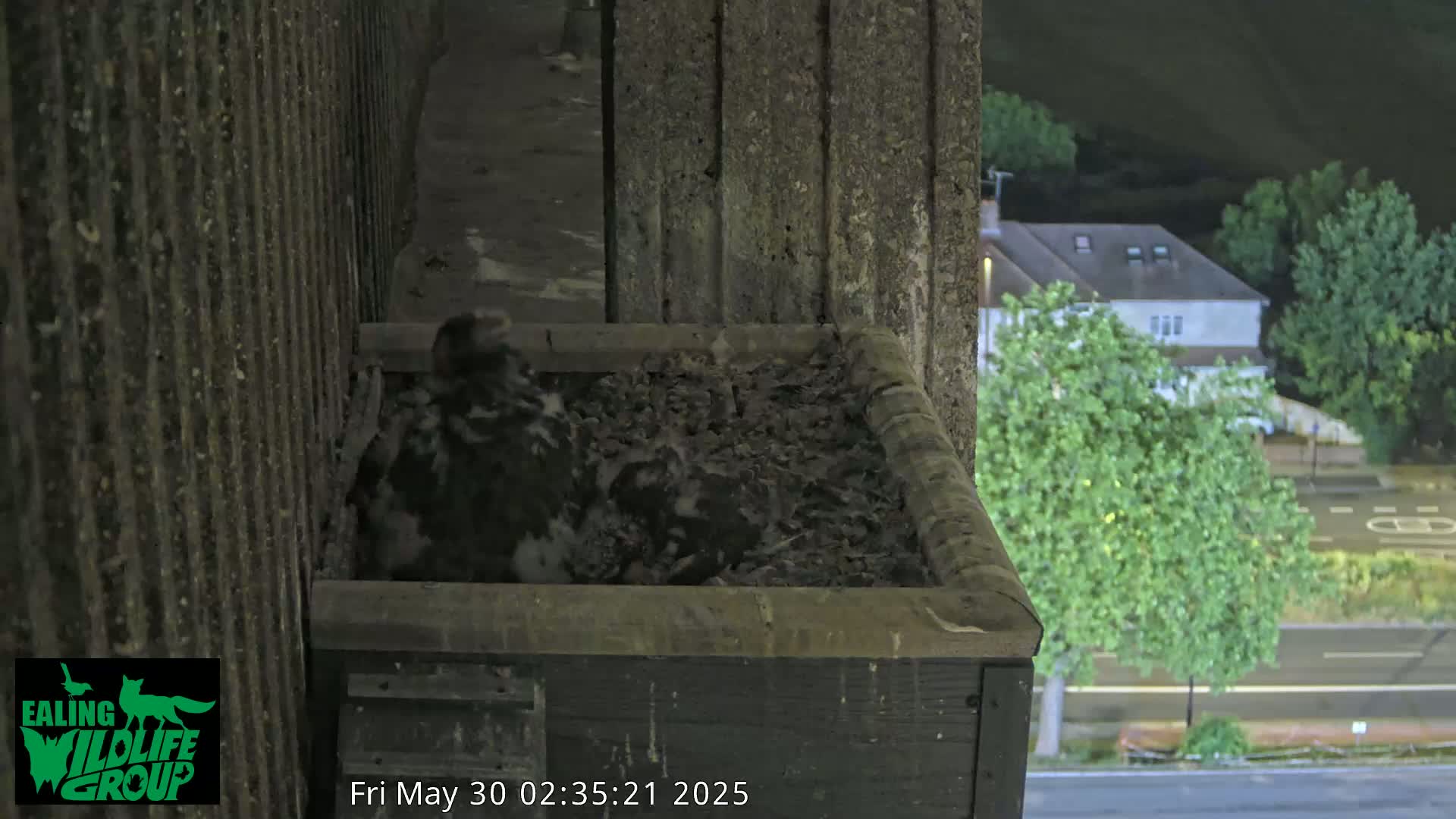 At night, several dark-colored birds are nestled together in a dark rectangular box filled with dirt.