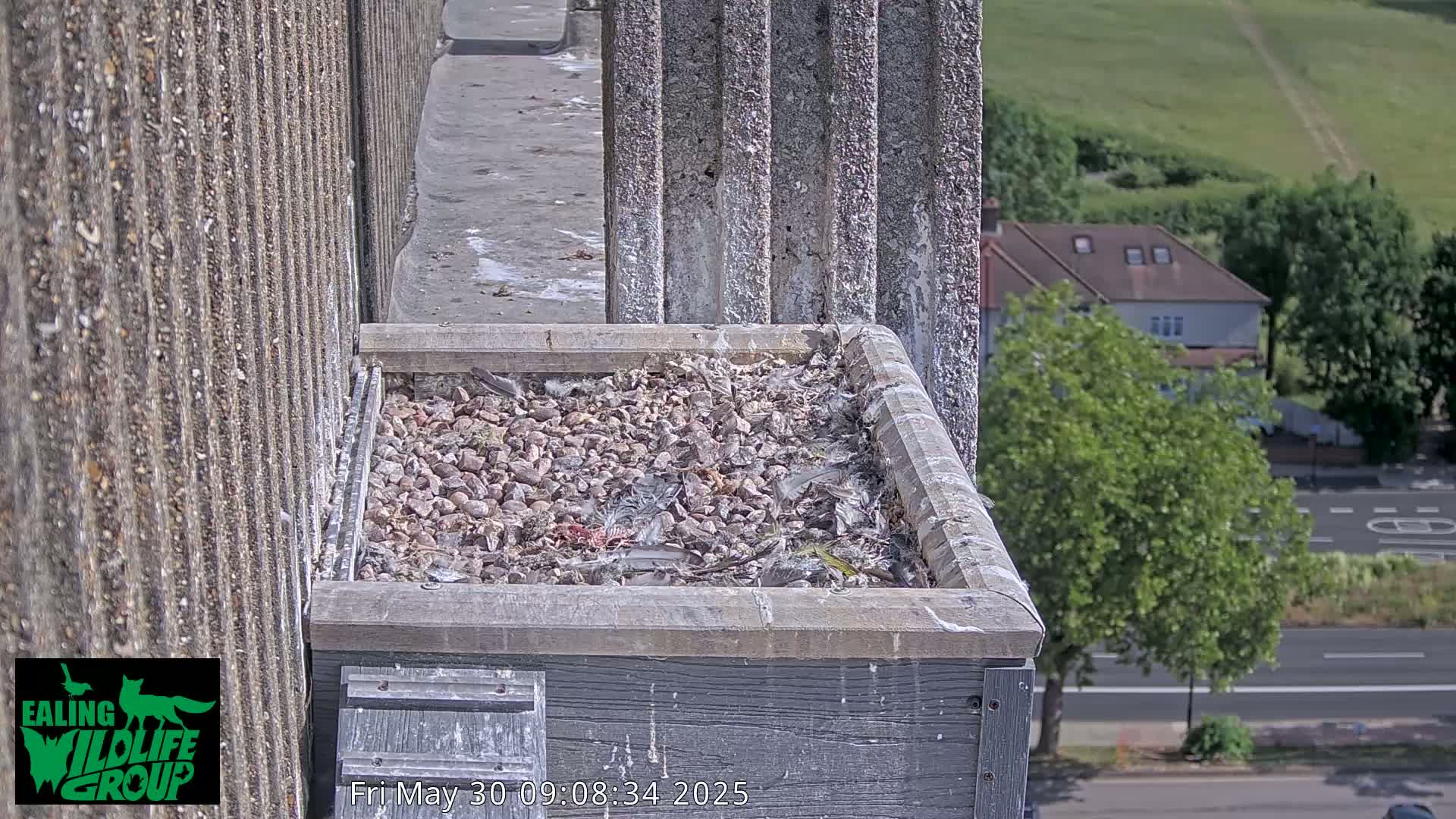A bird's nest filled with small rocks and debris sits atop a building on a sunny day, overlooking a street and residential area.