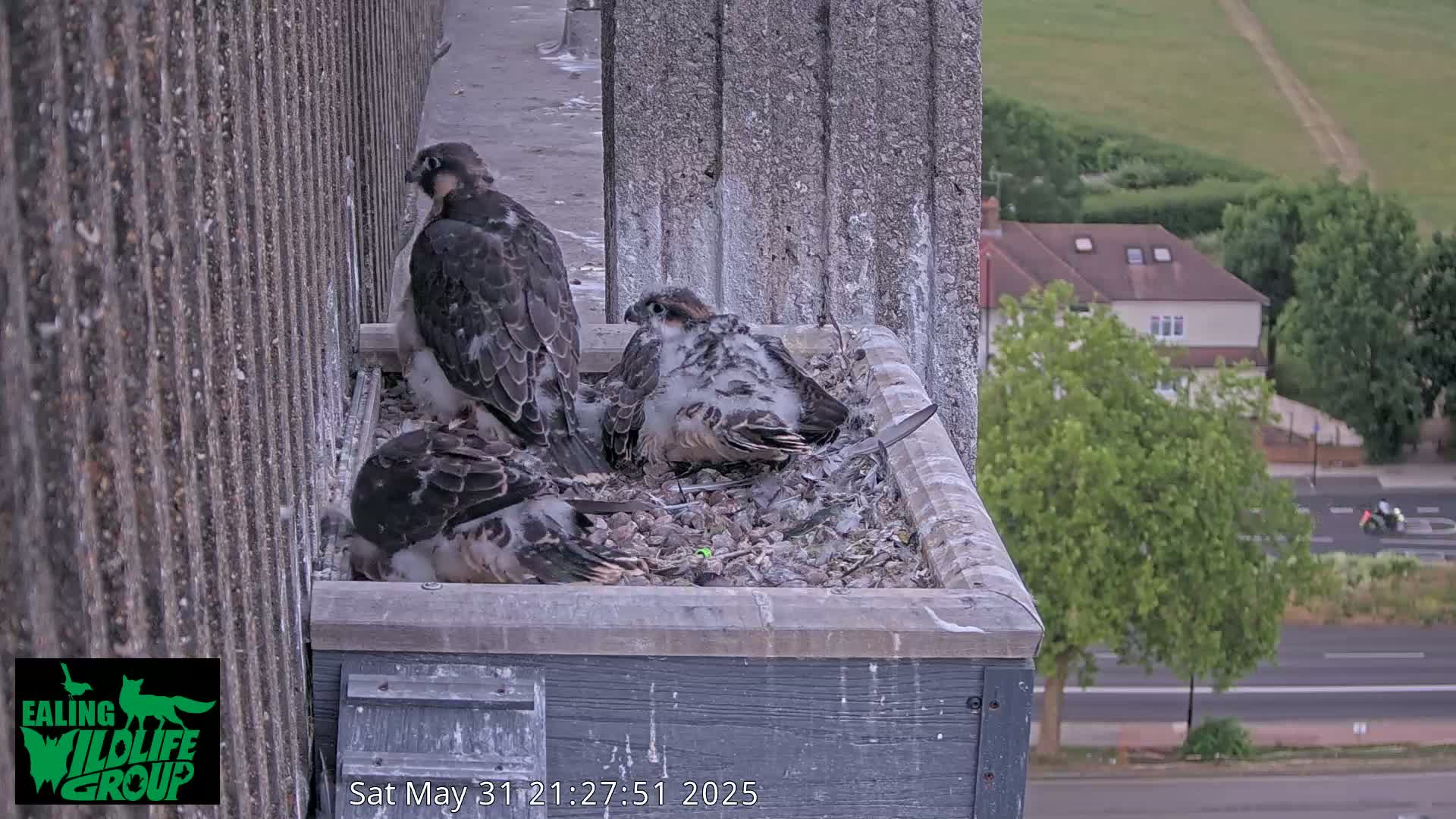 Three falcon chicks are nestled in a box on a building overlooking a street and residential area.