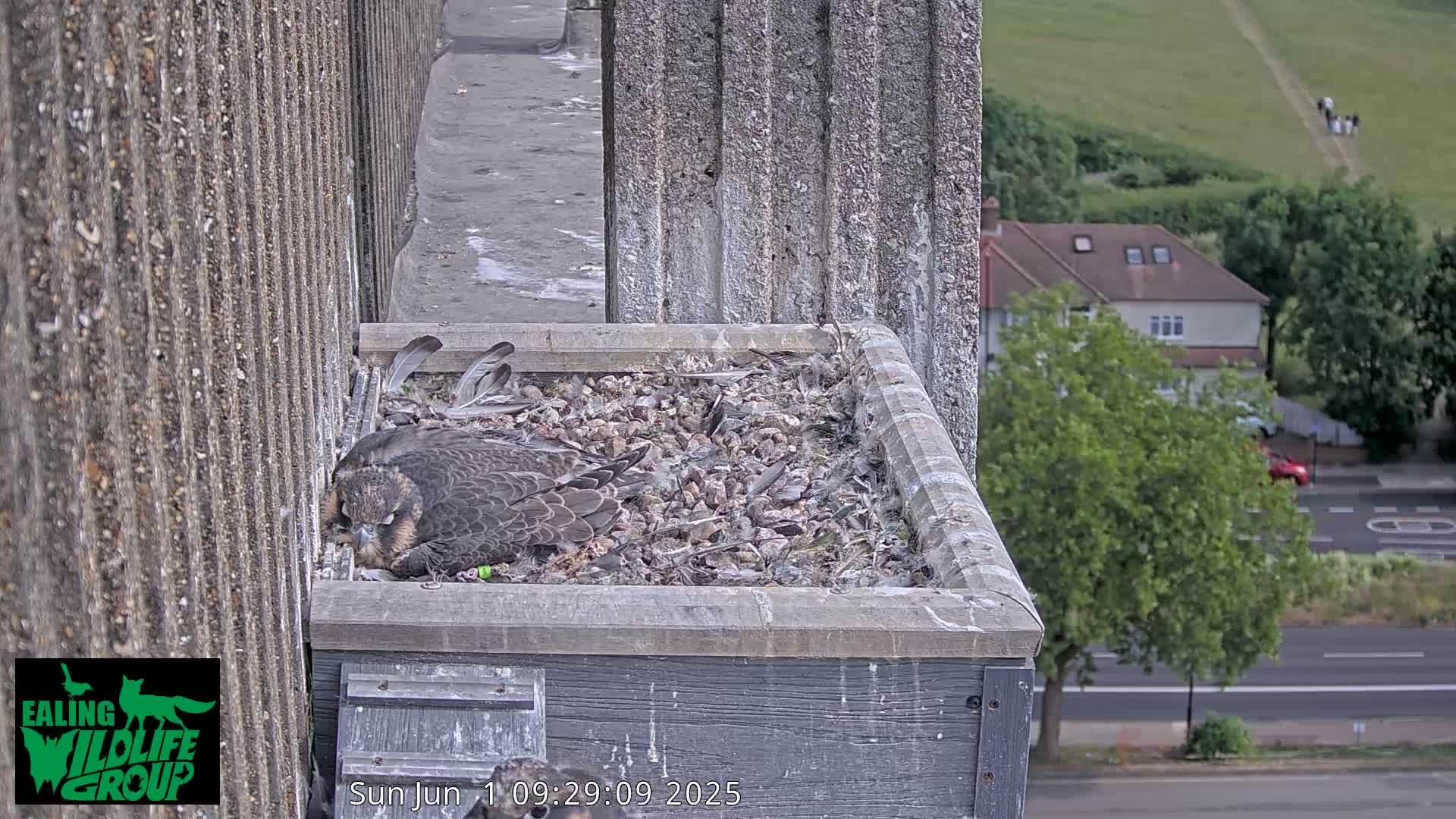 A falcon sits on a bed of gravel and feathers in a nesting box mounted on a building overlooking a street and park on a sunny day.