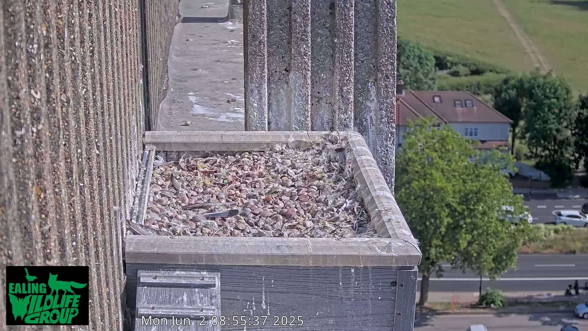 A bird's nest filled with gravel and debris sits atop a building on a sunny day, overlooking a street and residential area.