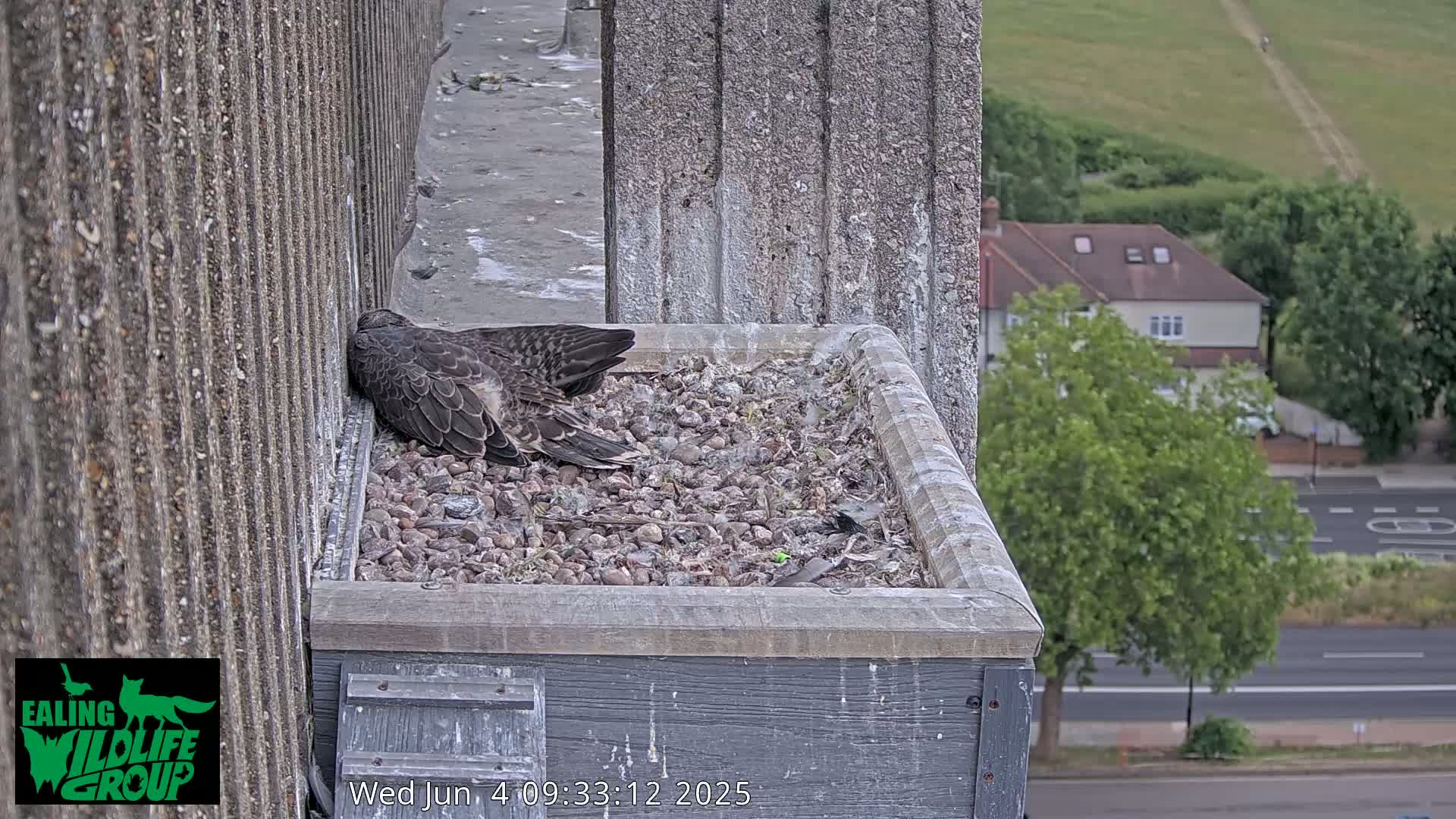 A falcon rests on a bed of gravel in a rooftop nesting box, overlooking a street and suburban area on an overcast day.