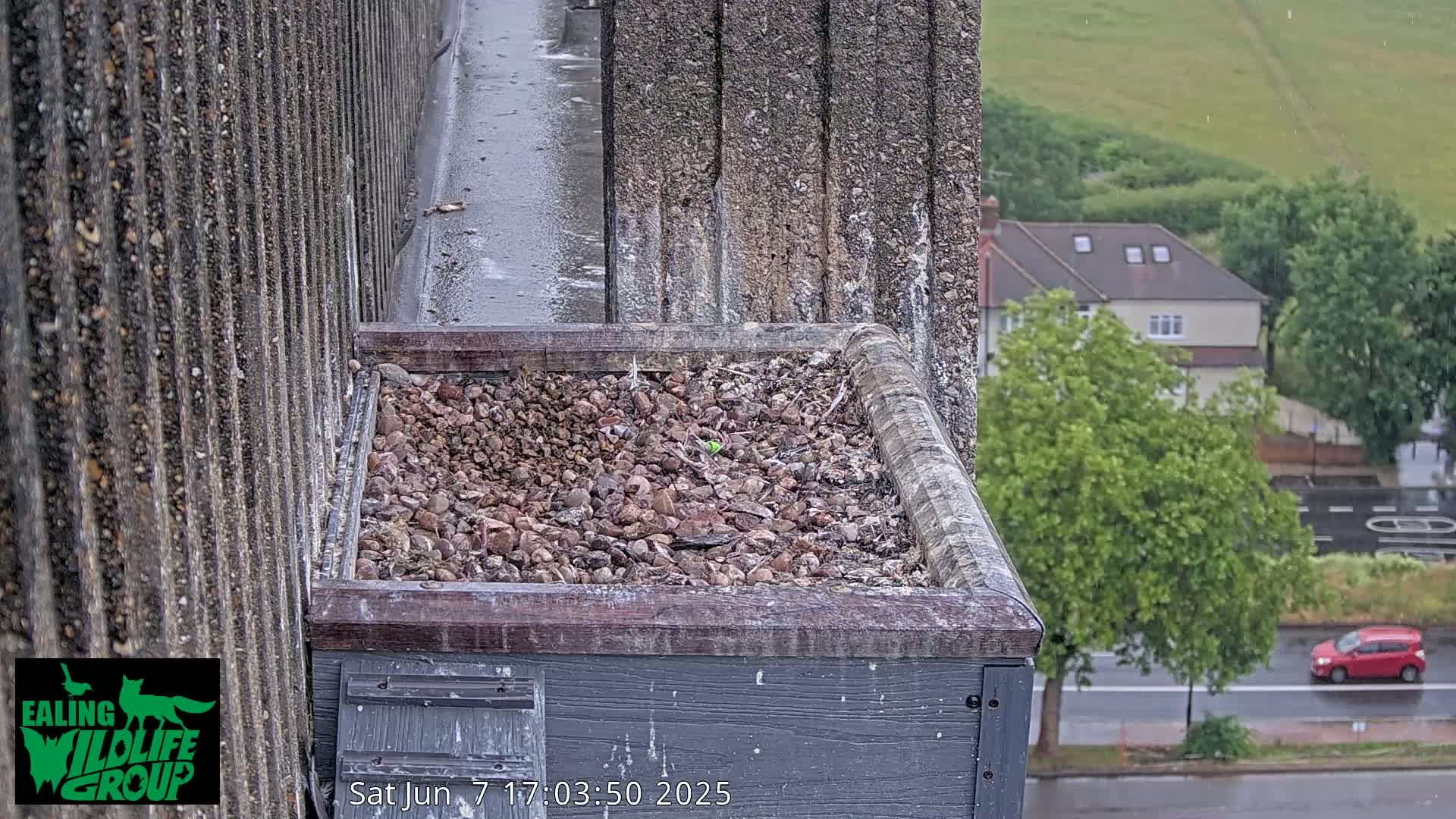 A rain-soaked rooftop ledge filled with small stones and a single small plant, overlooks a rain-slicked street and houses.