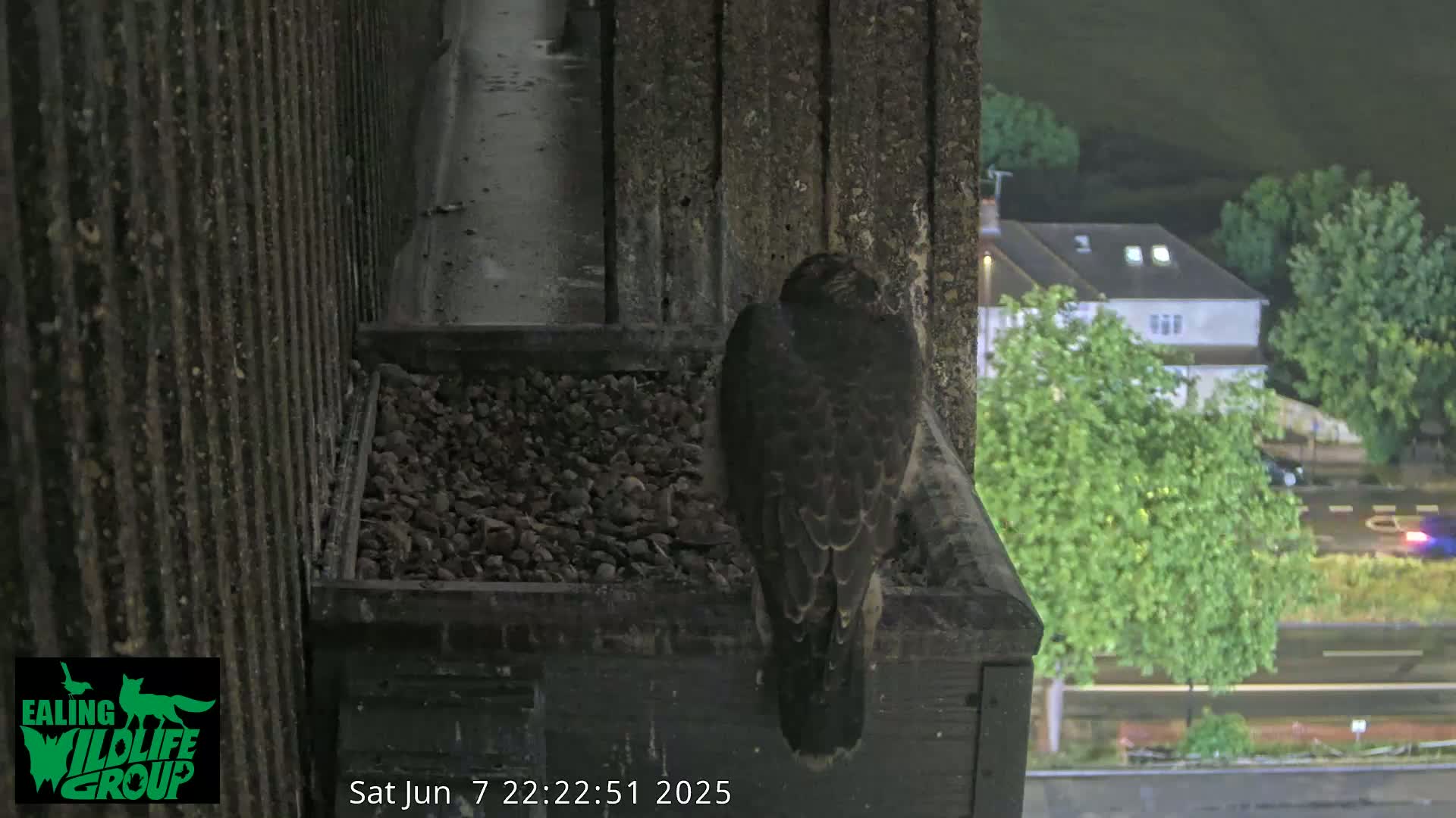 A dark-colored bird of prey sits on a ledge filled with small rocks at night, overlooking a rain-wet street with houses and trees.