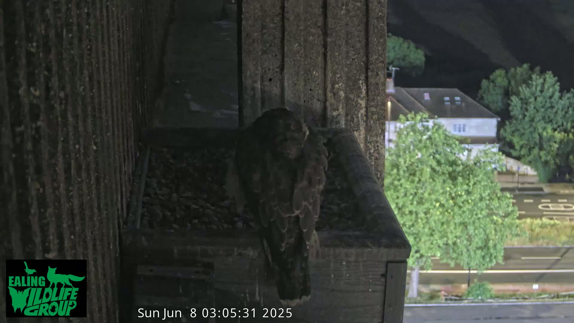 Ealing A4020/ Uxbridge Rd & Ealing’s Peregrine Falcons Life Live Cam - Ealing, London, England, United Kingdom