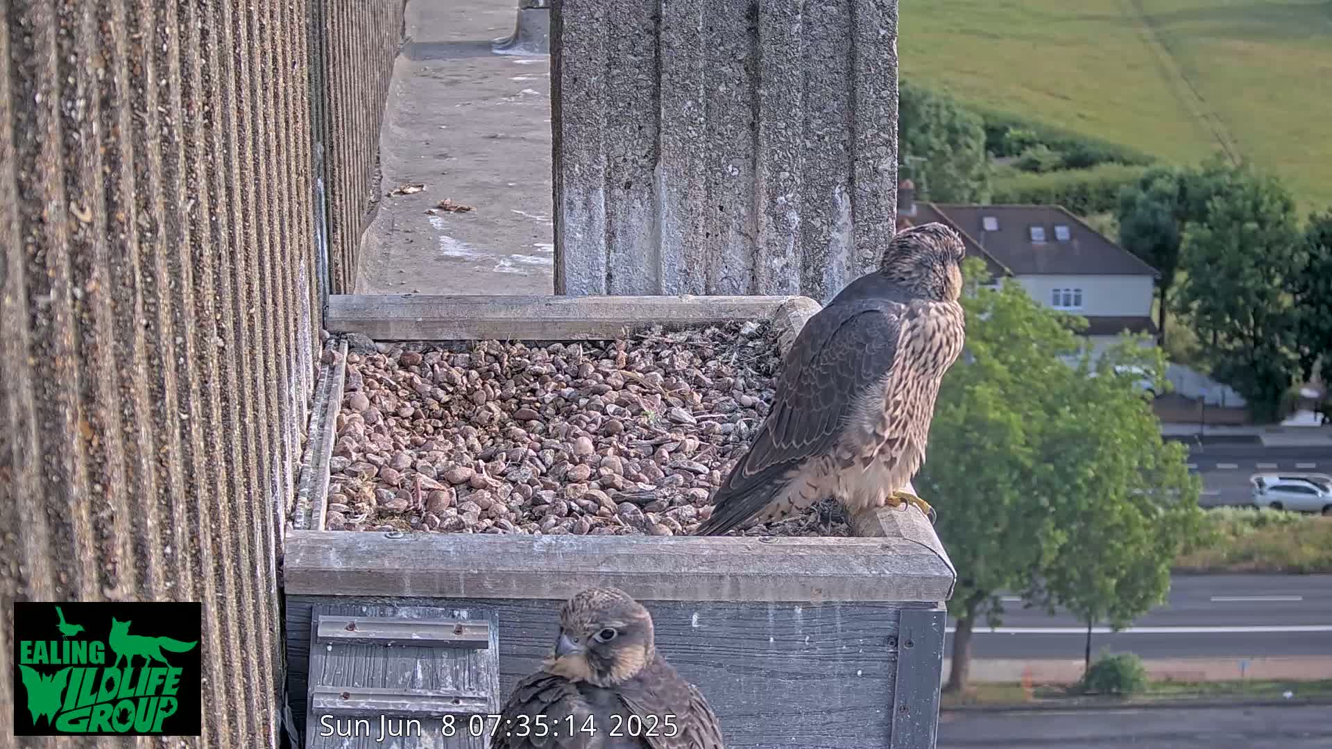 Ealing A4020/ Uxbridge Rd & Ealing’s Peregrine Falcons Life Live Cam - Ealing, London, England, United Kingdom