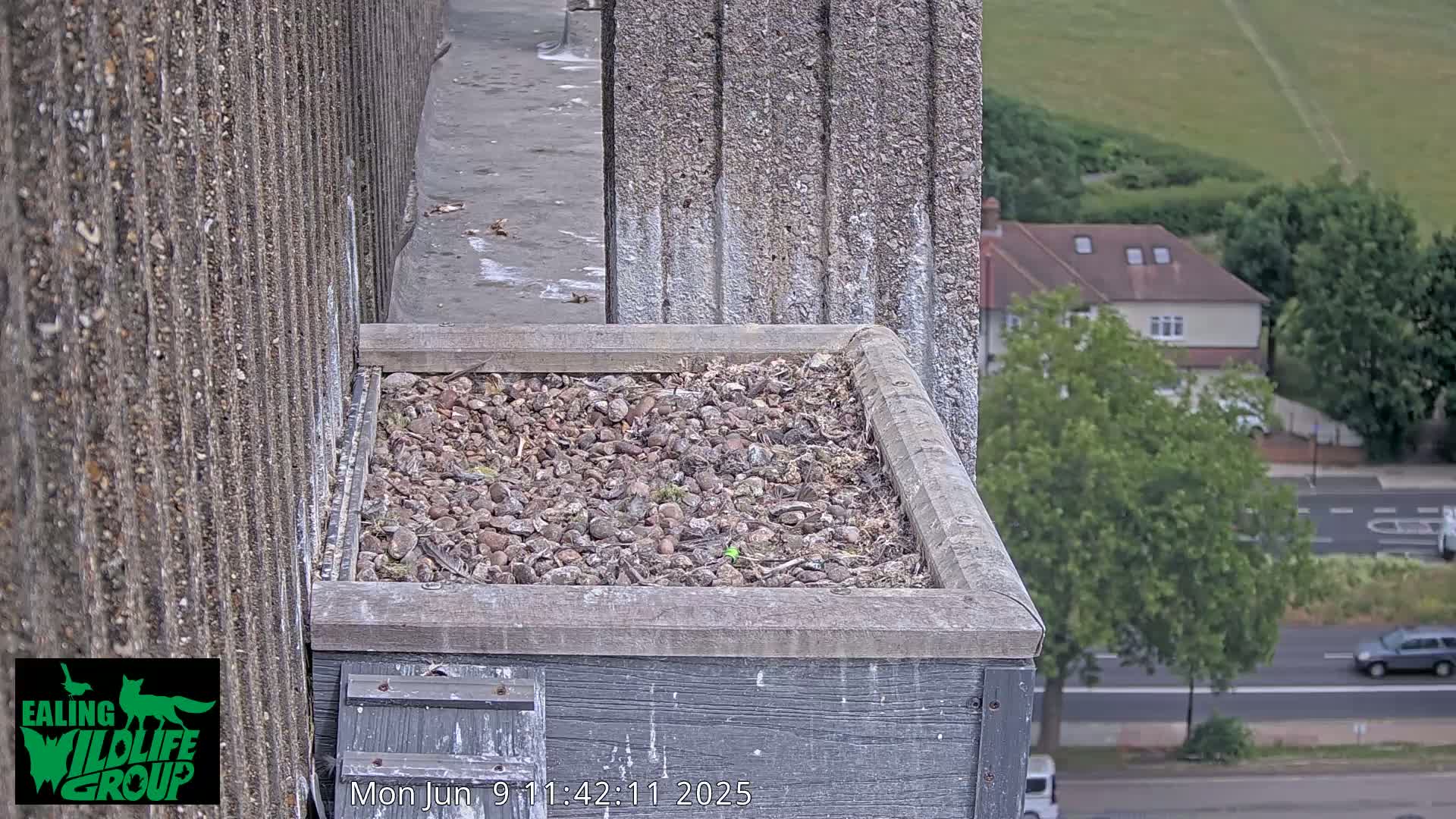 Ealing A4020/ Uxbridge Rd & Ealing’s Peregrine Falcons Life Live Cam - Ealing, London, England, United Kingdom