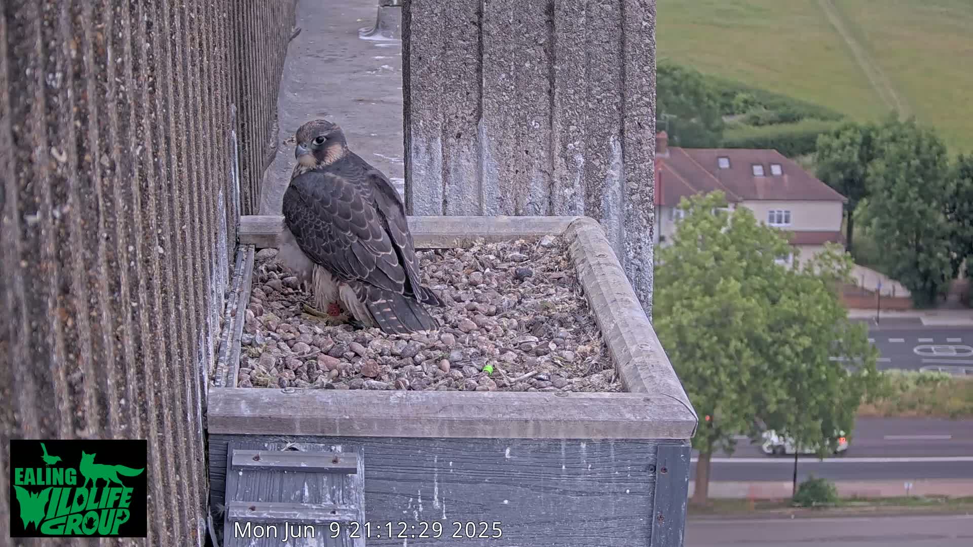 Ealing A4020/ Uxbridge Rd & Ealing’s Peregrine Falcons Life Live Cam - Ealing, London, England, United Kingdom