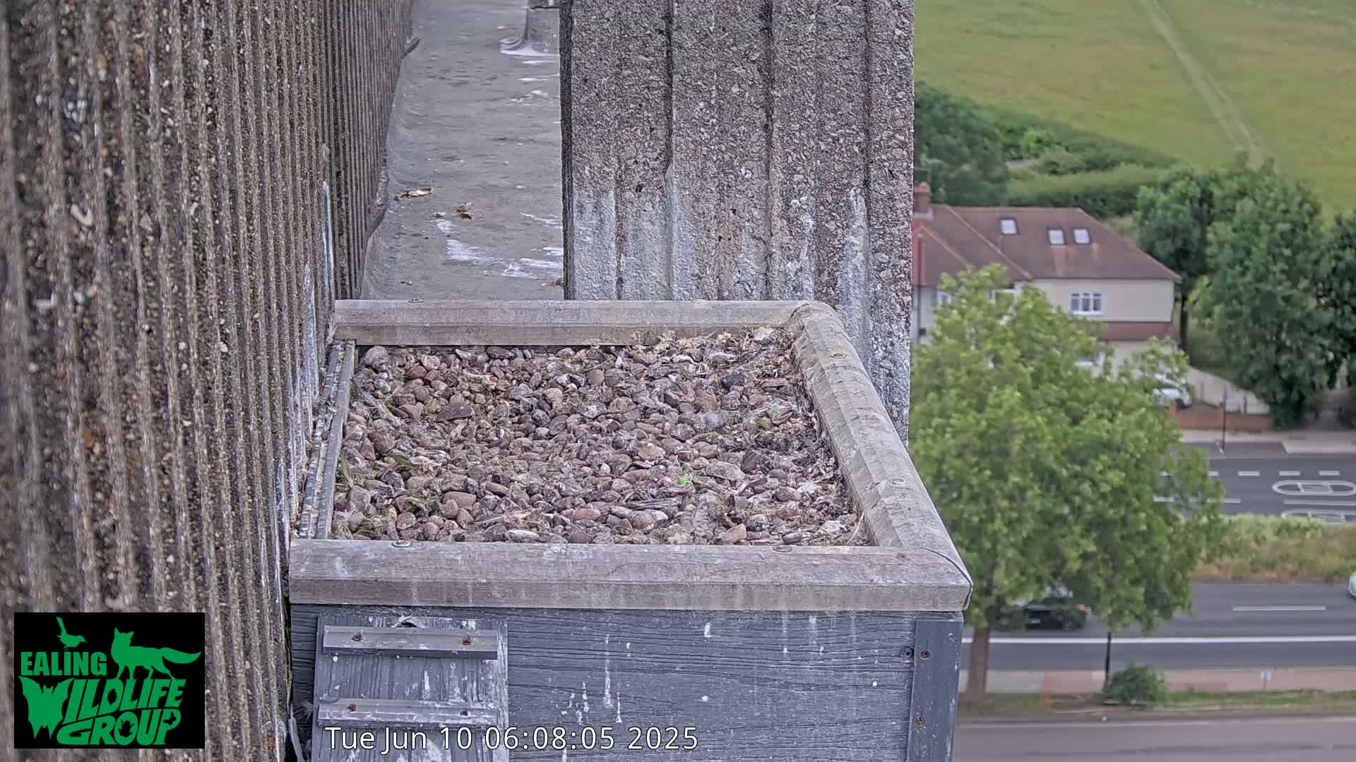 Ealing A4020/ Uxbridge Rd & Ealing’s Peregrine Falcons Life Live Cam - Ealing, London, England, United Kingdom
