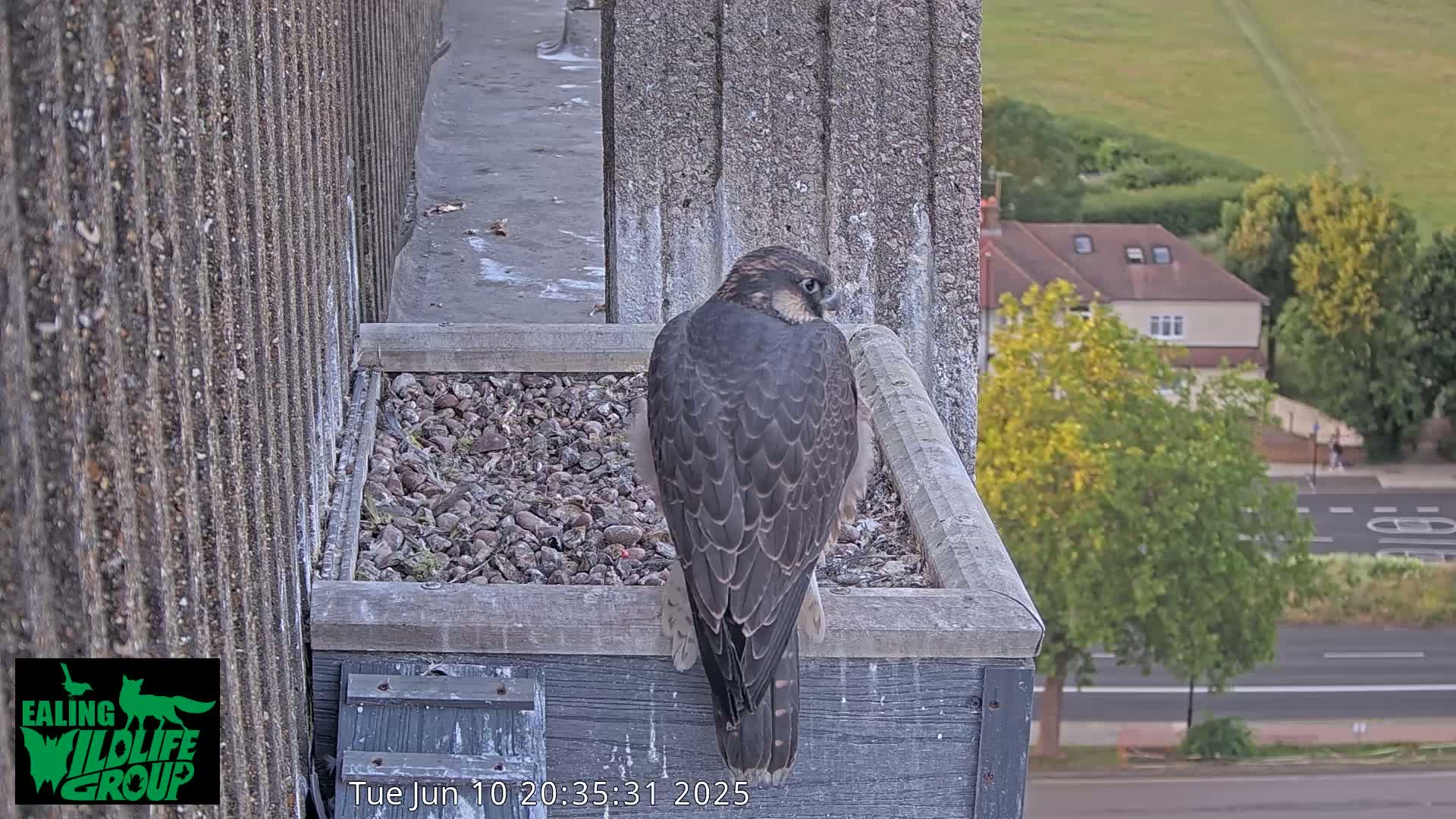 Ealing A4020/ Uxbridge Rd & Ealing’s Peregrine Falcons Life Live Cam - Ealing, London, England, United Kingdom