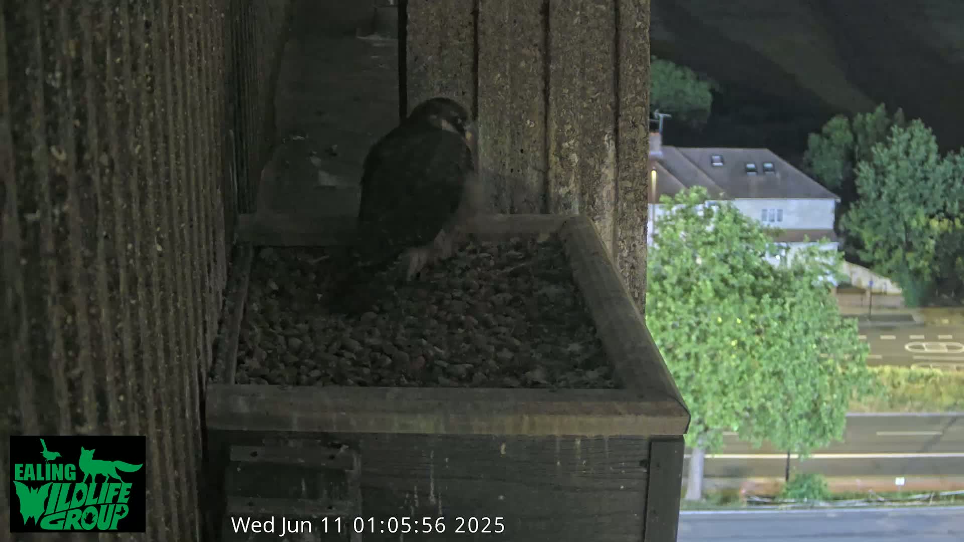 Ealing A4020/ Uxbridge Rd & Ealing’s Peregrine Falcons Life Live Cam - Ealing, London, England, United Kingdom