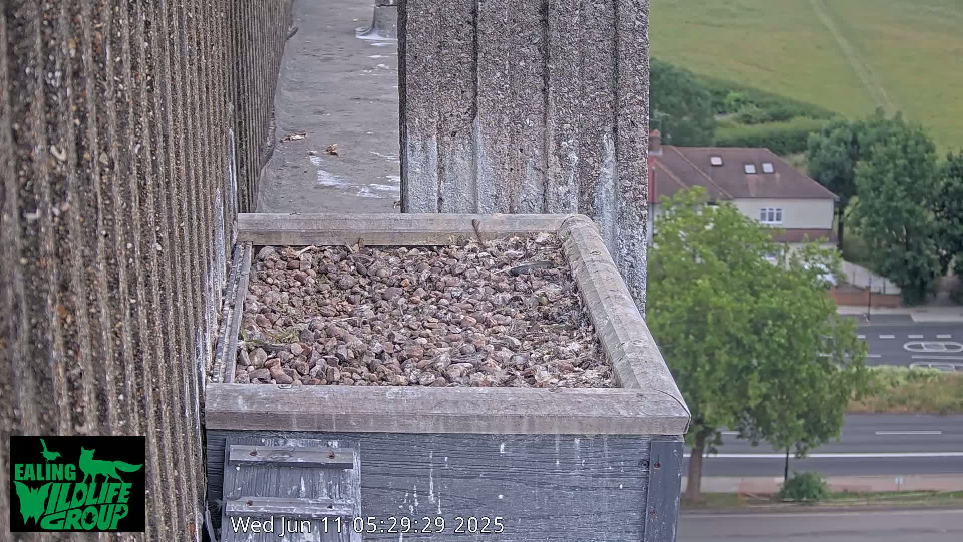 Ealing A4020/ Uxbridge Rd & Ealing’s Peregrine Falcons Life Live Cam - Ealing, London, England, United Kingdom