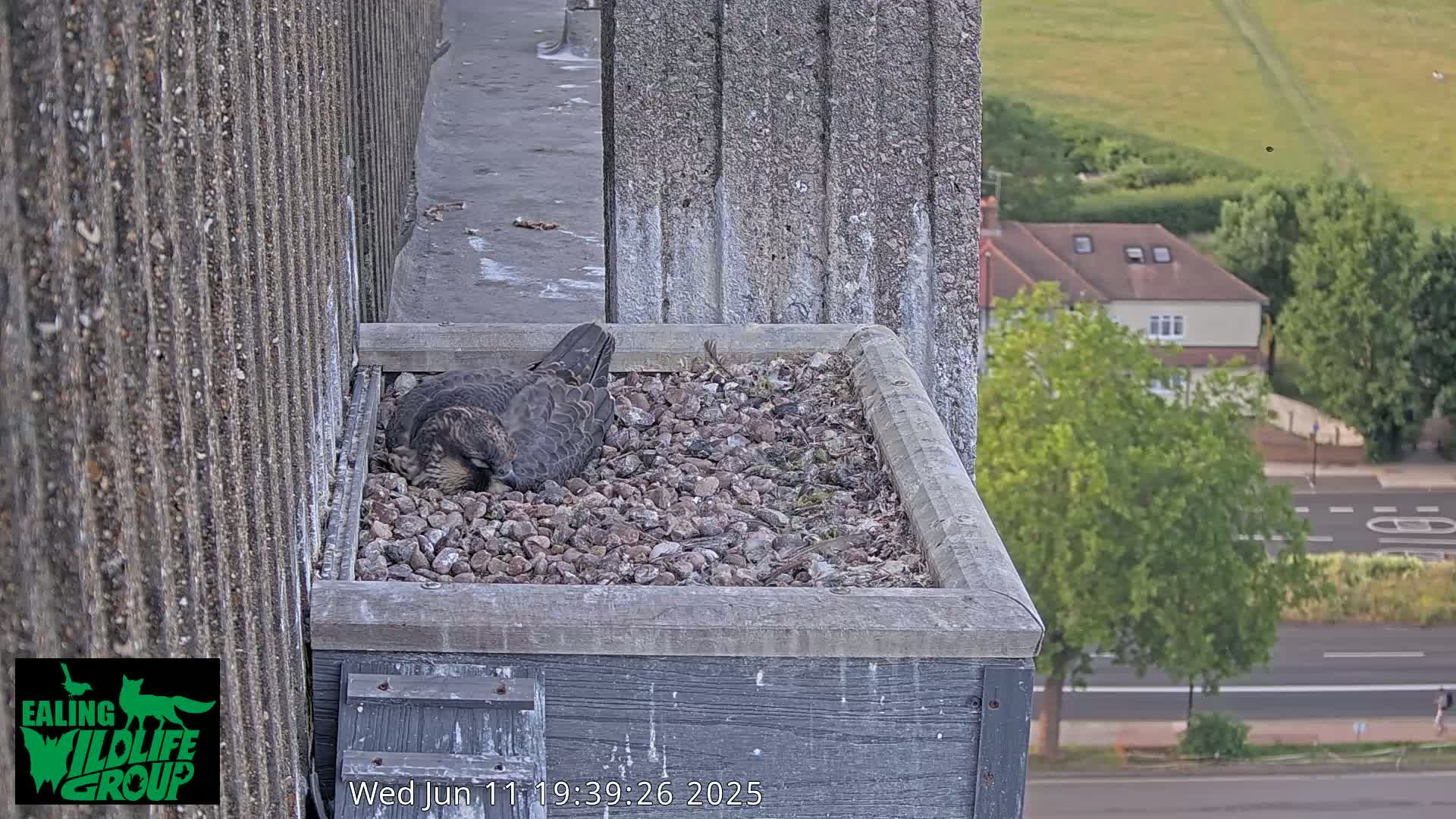 Ealing A4020/ Uxbridge Rd & Ealing’s Peregrine Falcons Life Live Cam - Ealing, London, England, United Kingdom