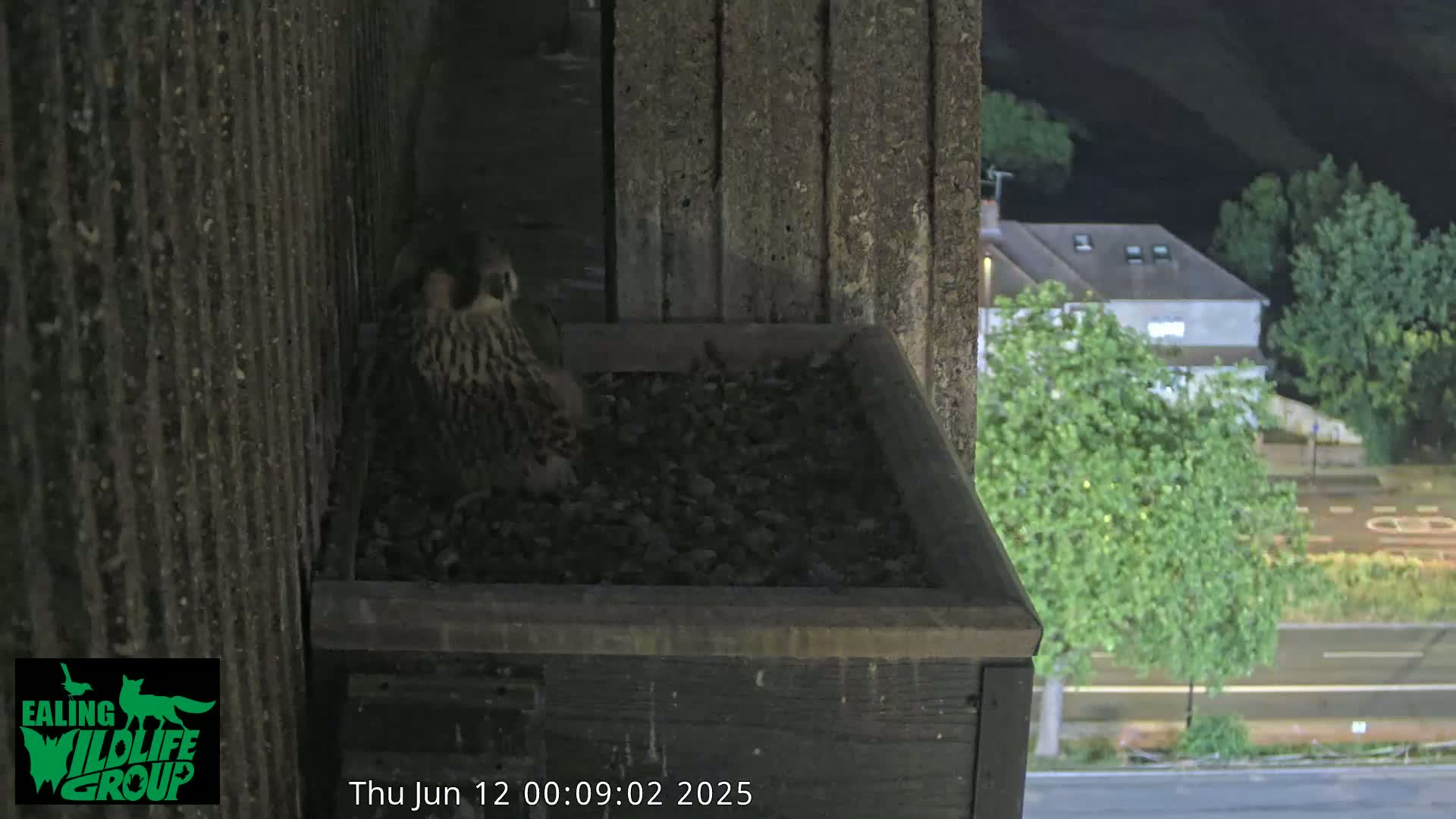 Ealing A4020/ Uxbridge Rd & Ealing’s Peregrine Falcons Life Live Cam - Ealing, London, England, United Kingdom