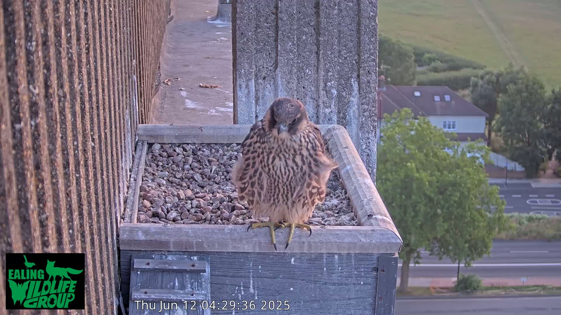 Ealing A4020/ Uxbridge Rd & Ealing’s Peregrine Falcons Life Live Cam - Ealing, London, England, United Kingdom