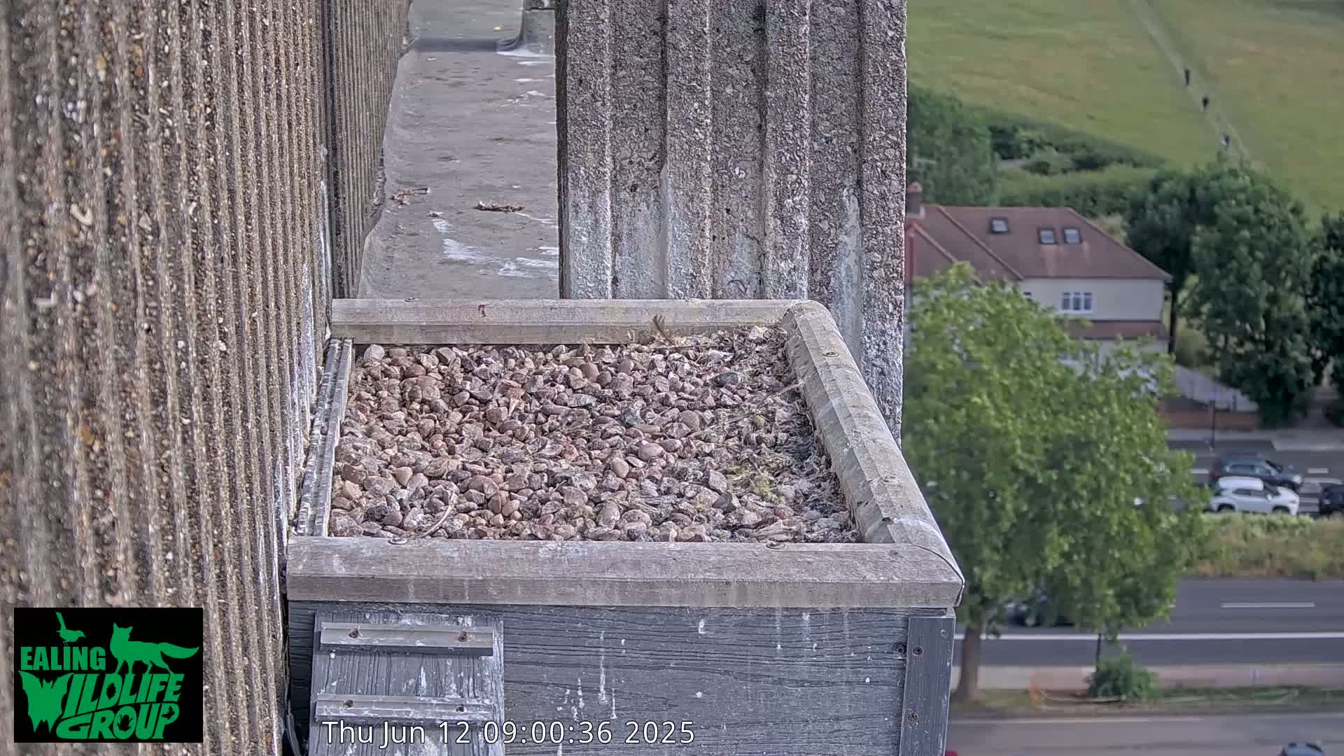 Ealing A4020/ Uxbridge Rd & Ealing’s Peregrine Falcons Life Live Cam - Ealing, London, England, United Kingdom