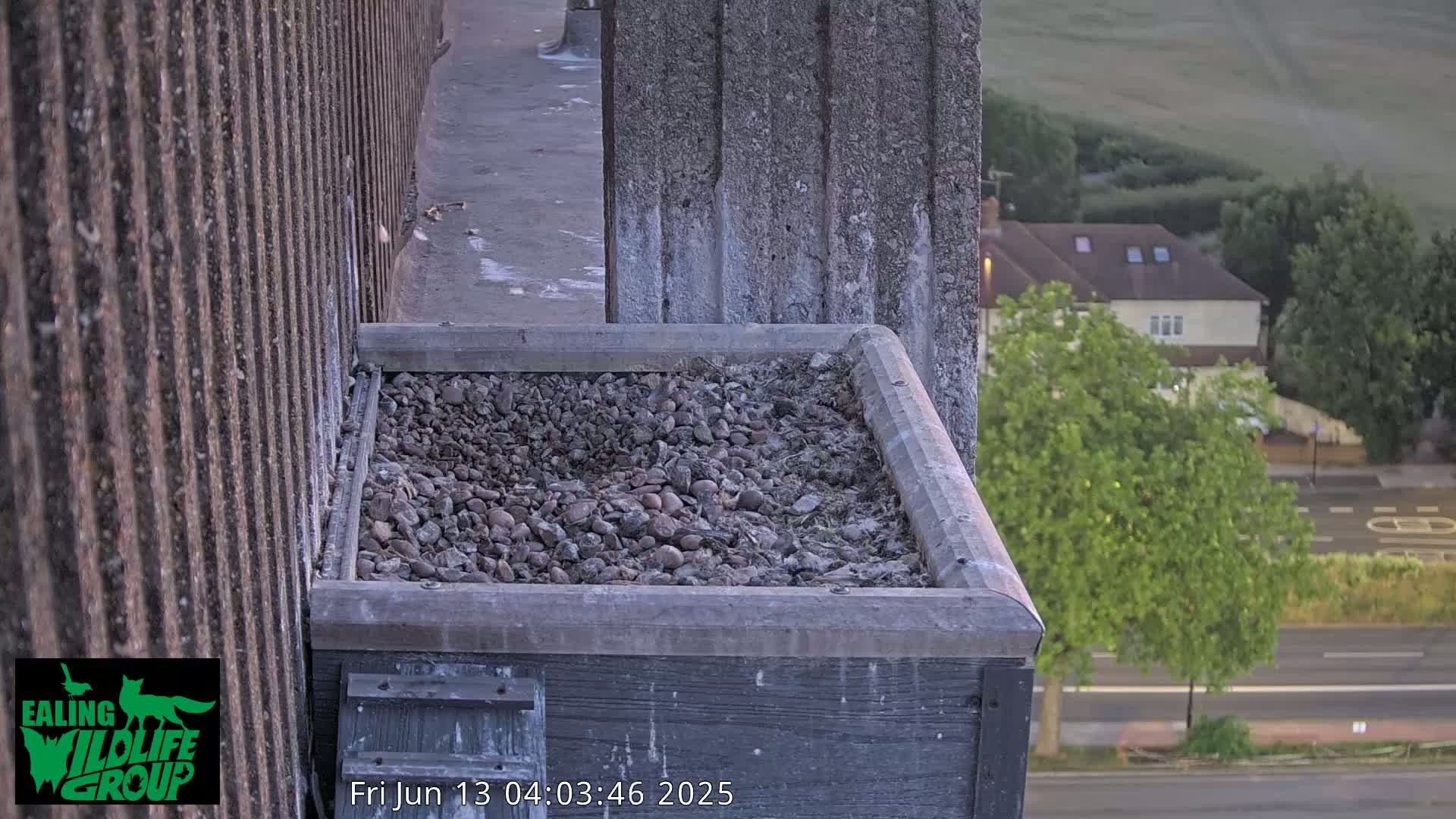 Ealing A4020/ Uxbridge Rd & Ealing’s Peregrine Falcons Life Live Cam - Ealing, London, England, United Kingdom