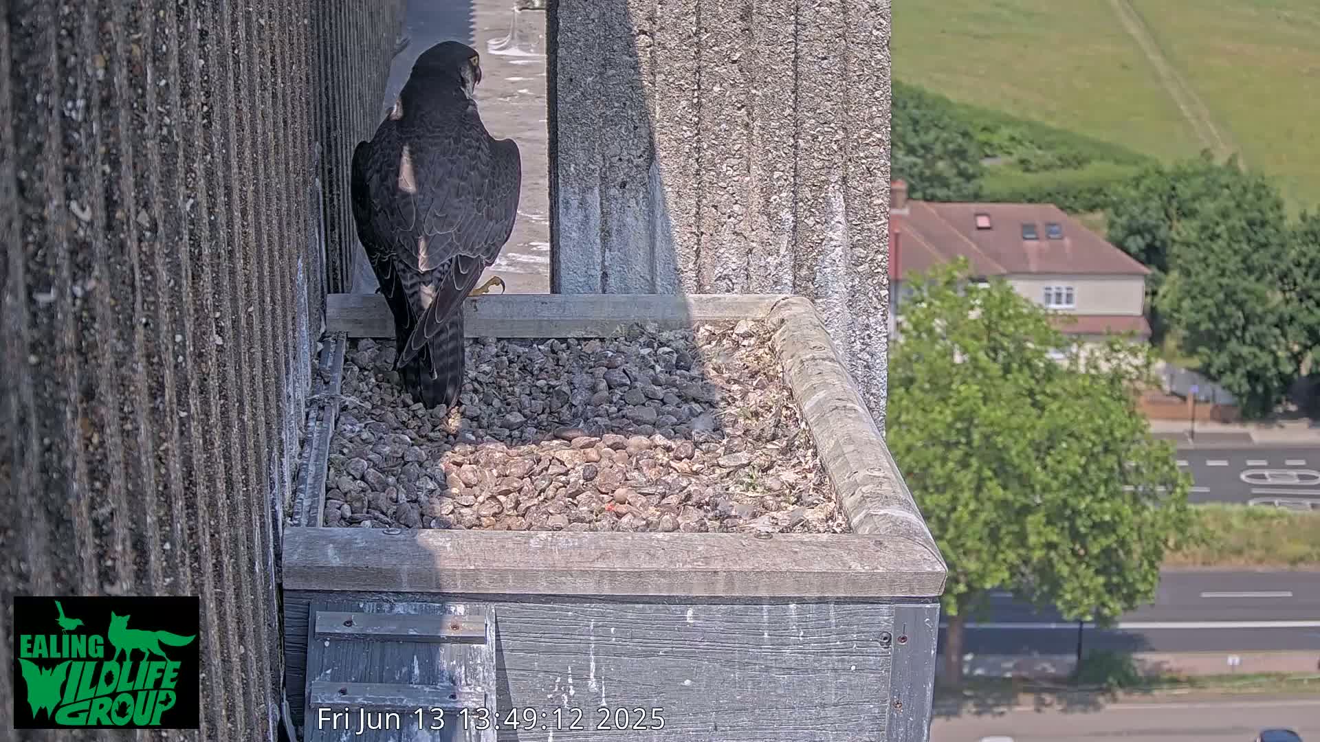 Ealing A4020/ Uxbridge Rd & Ealing’s Peregrine Falcons Life Live Cam - Ealing, London, England, United Kingdom