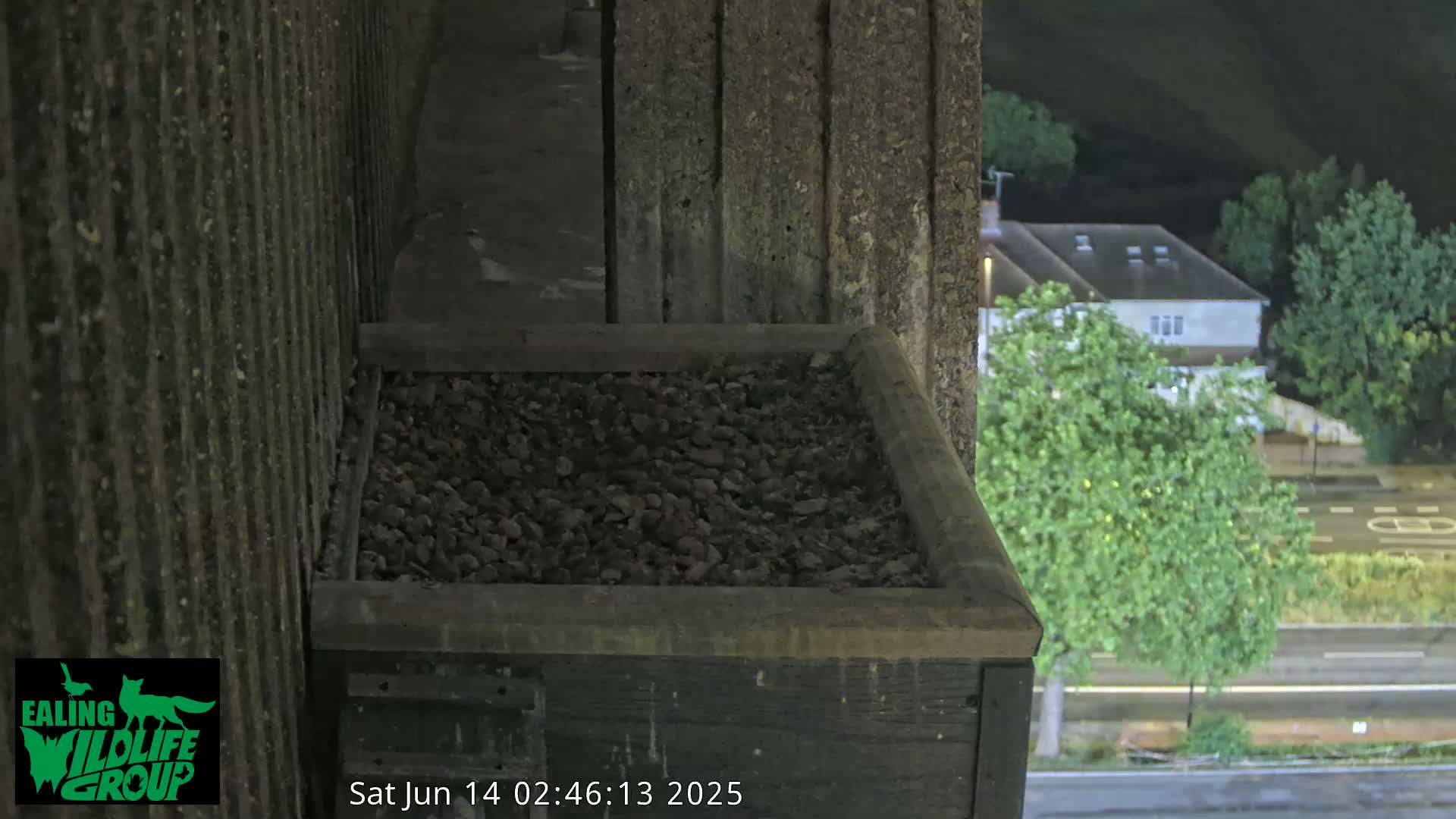 Ealing A4020/ Uxbridge Rd & Ealing’s Peregrine Falcons Life Live Cam - Ealing, London, England, United Kingdom