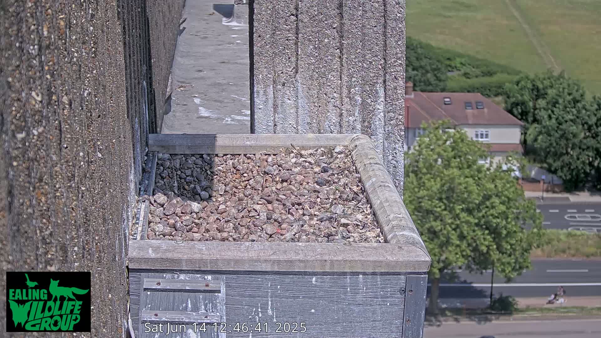Ealing A4020/ Uxbridge Rd & Ealing’s Peregrine Falcons Life Live Cam - Ealing, London, England, United Kingdom