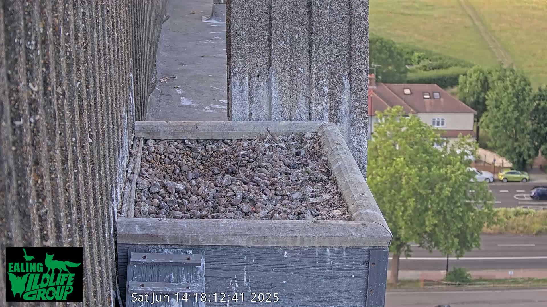 Ealing A4020/ Uxbridge Rd & Ealing’s Peregrine Falcons Life Live Cam - Ealing, London, England, United Kingdom