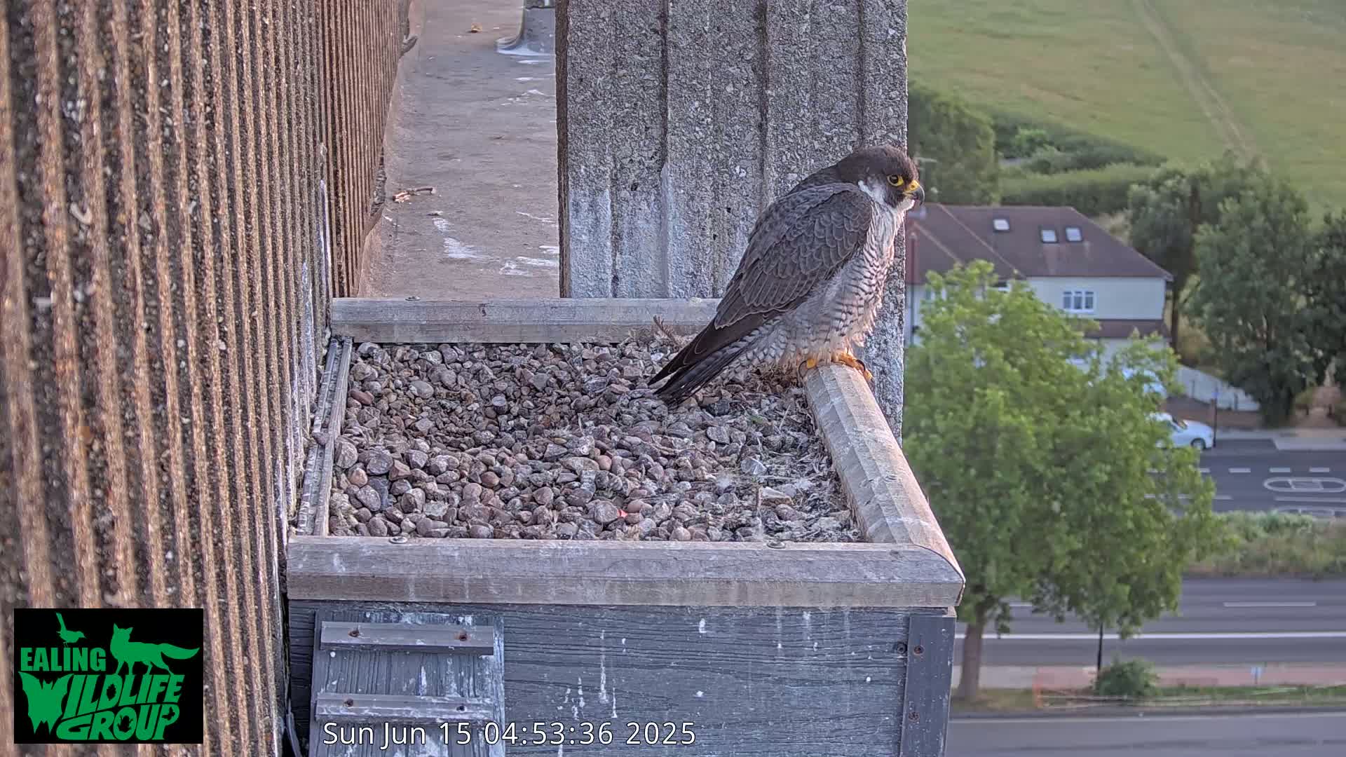 Ealing A4020/ Uxbridge Rd & Ealing’s Peregrine Falcons Life Live Cam - Ealing, London, England, United Kingdom